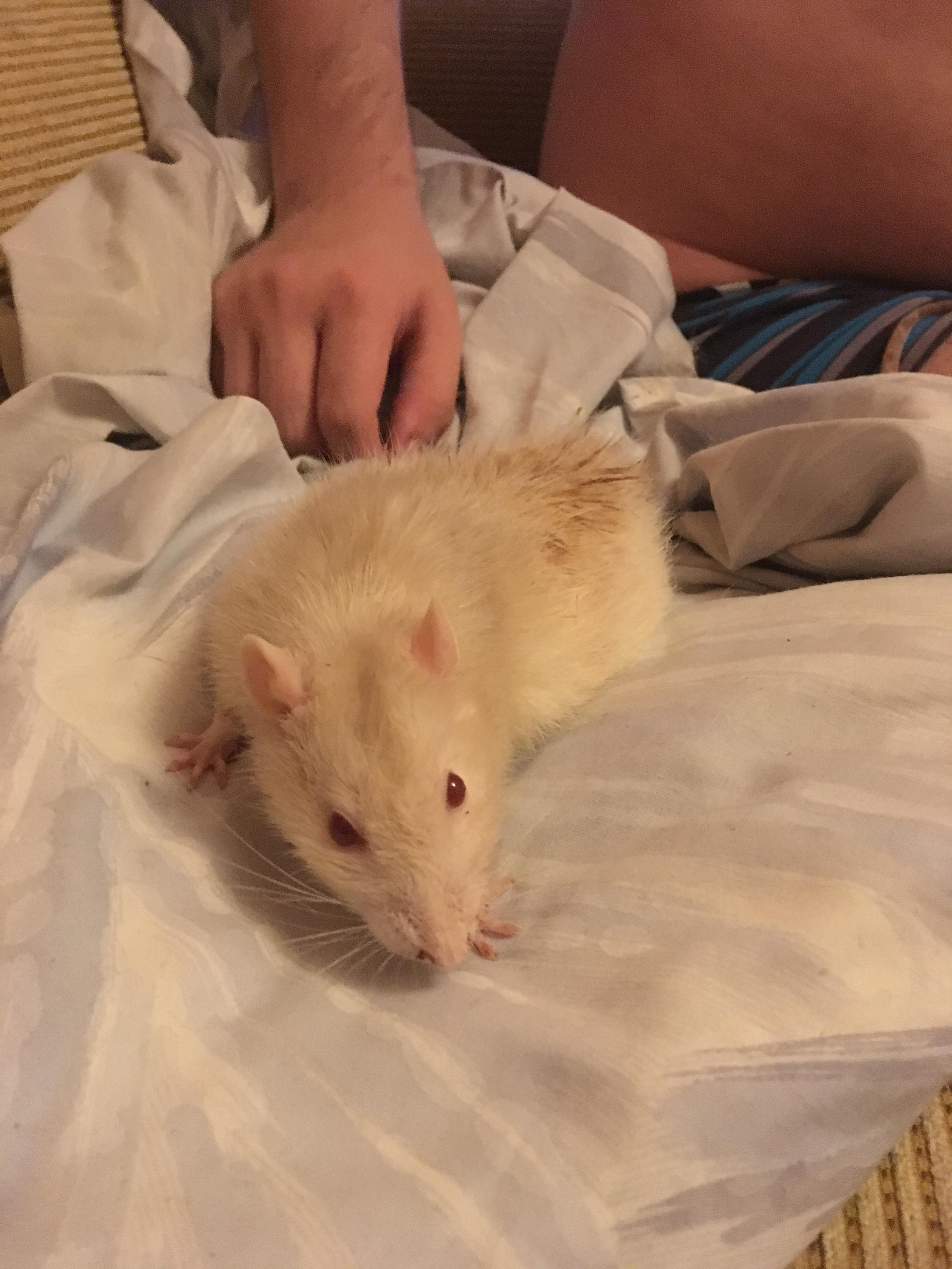 My sick rat its back legsare dead and he is blind and death r/RATS