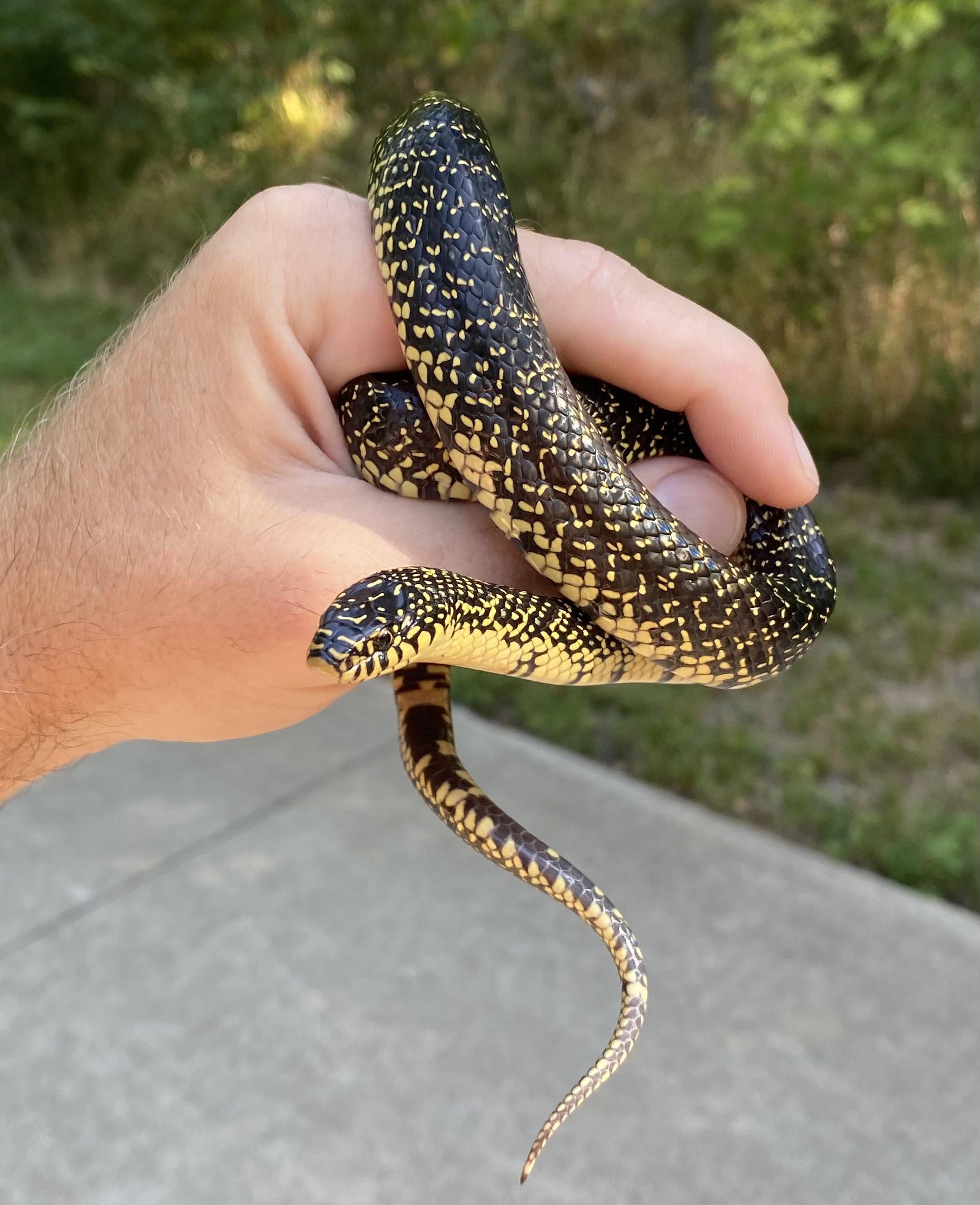 Speckled Kingsnake this morning. r/whatsthissnake