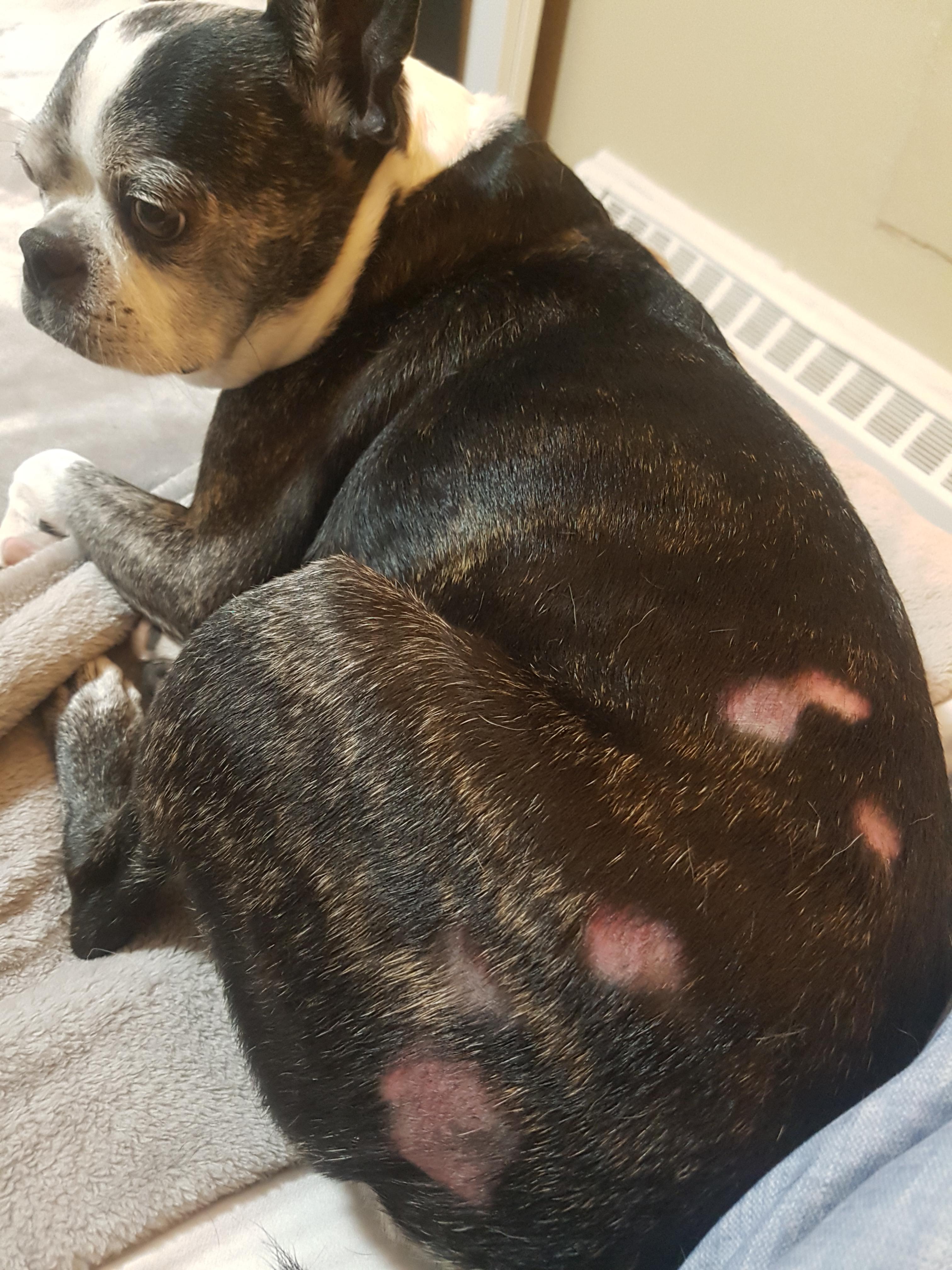 Anybody have experience with skin issues with their Boston? I just