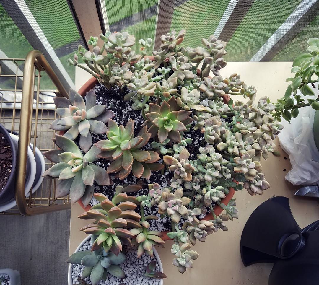 I have these two variegated ghost plants(shown on the left) that I got