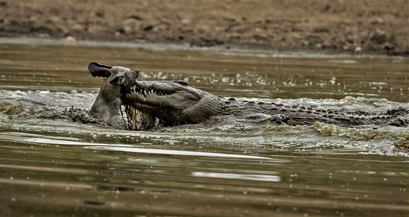 Unprecedented Battle Unfolds as Wild Dogs Confront Crocodile in Lake