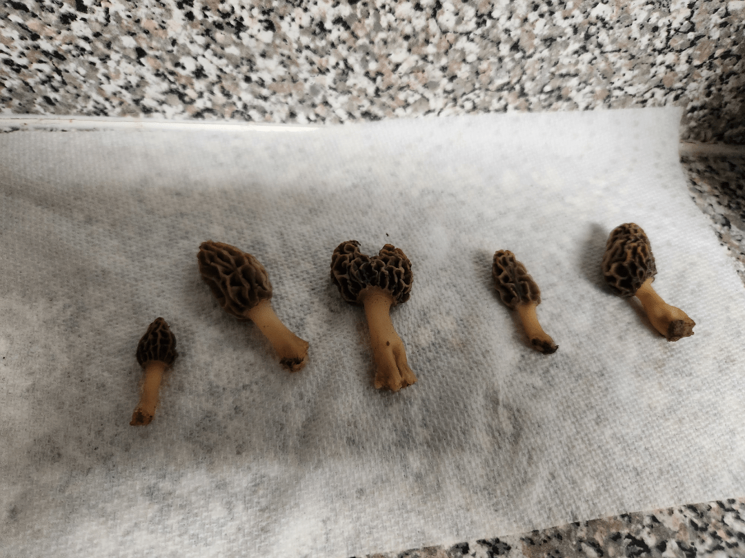 Morels in North Carolina r/mushroomID