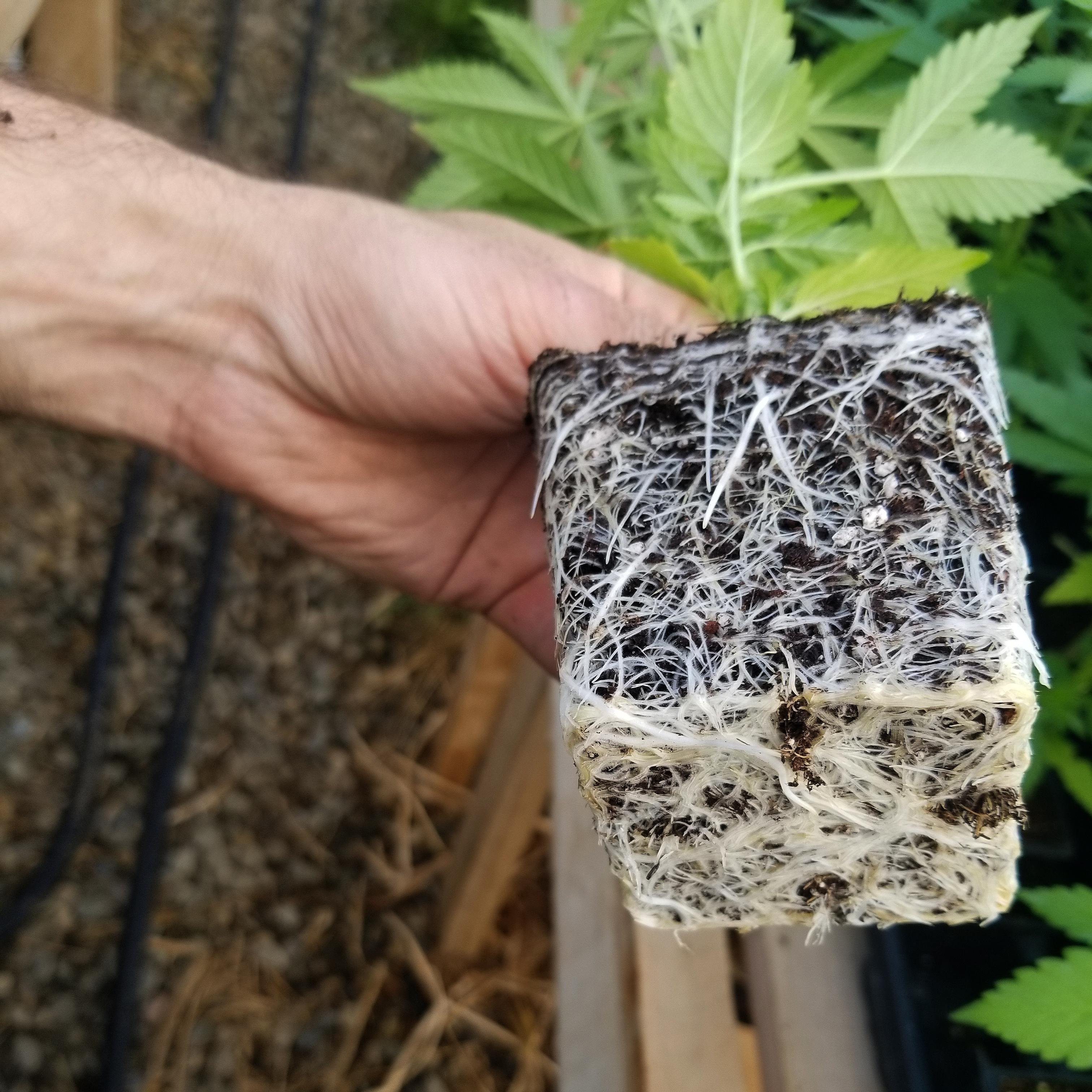 Healthy roots = happy plants. Update from Week 5 at our farm r/CBD