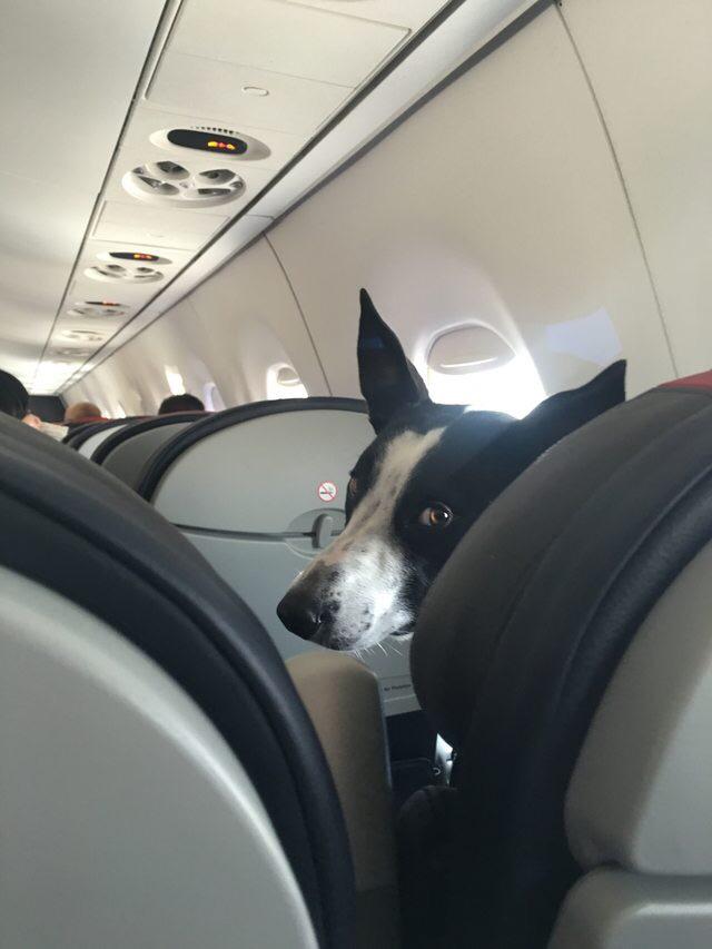 "Can you please stop kicking my seat..." r/funny