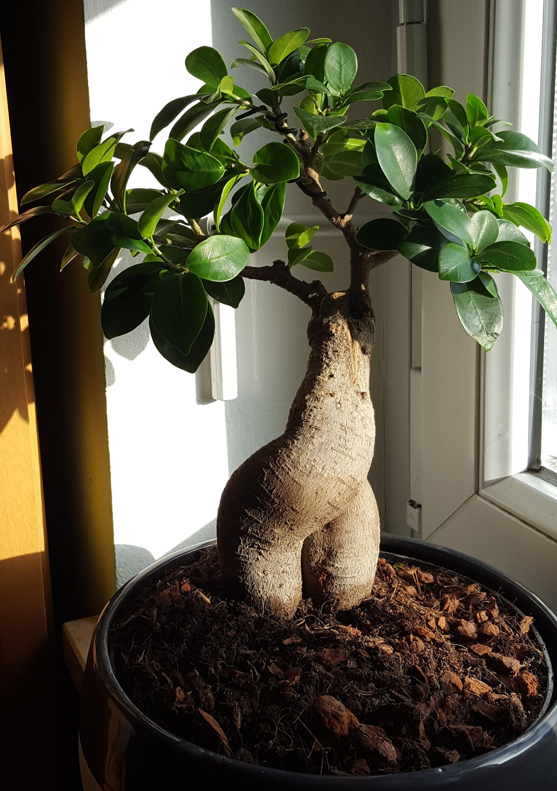 Finally some sunlight! r/Bonsai