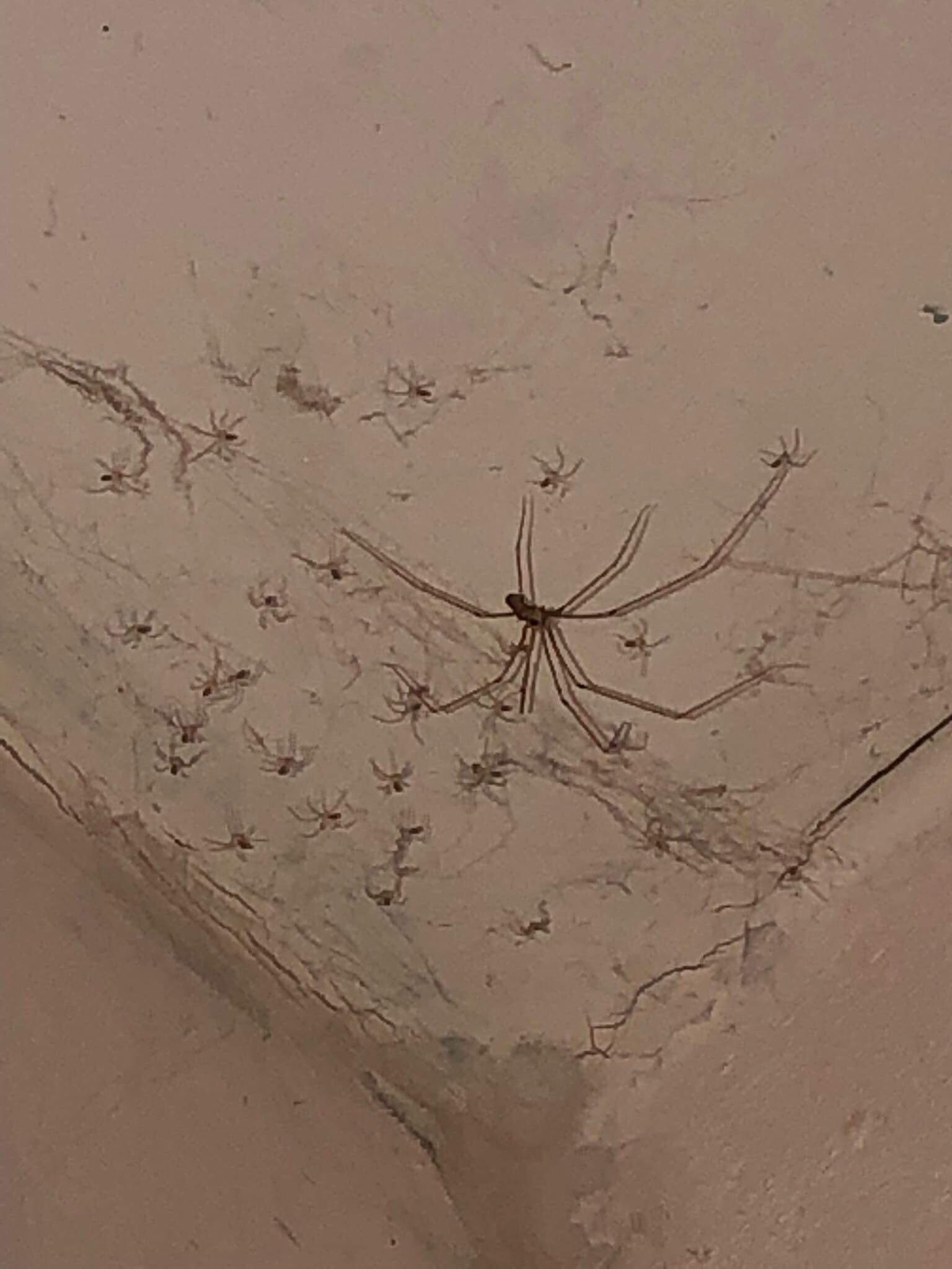 cursed_spider_family cursedimages