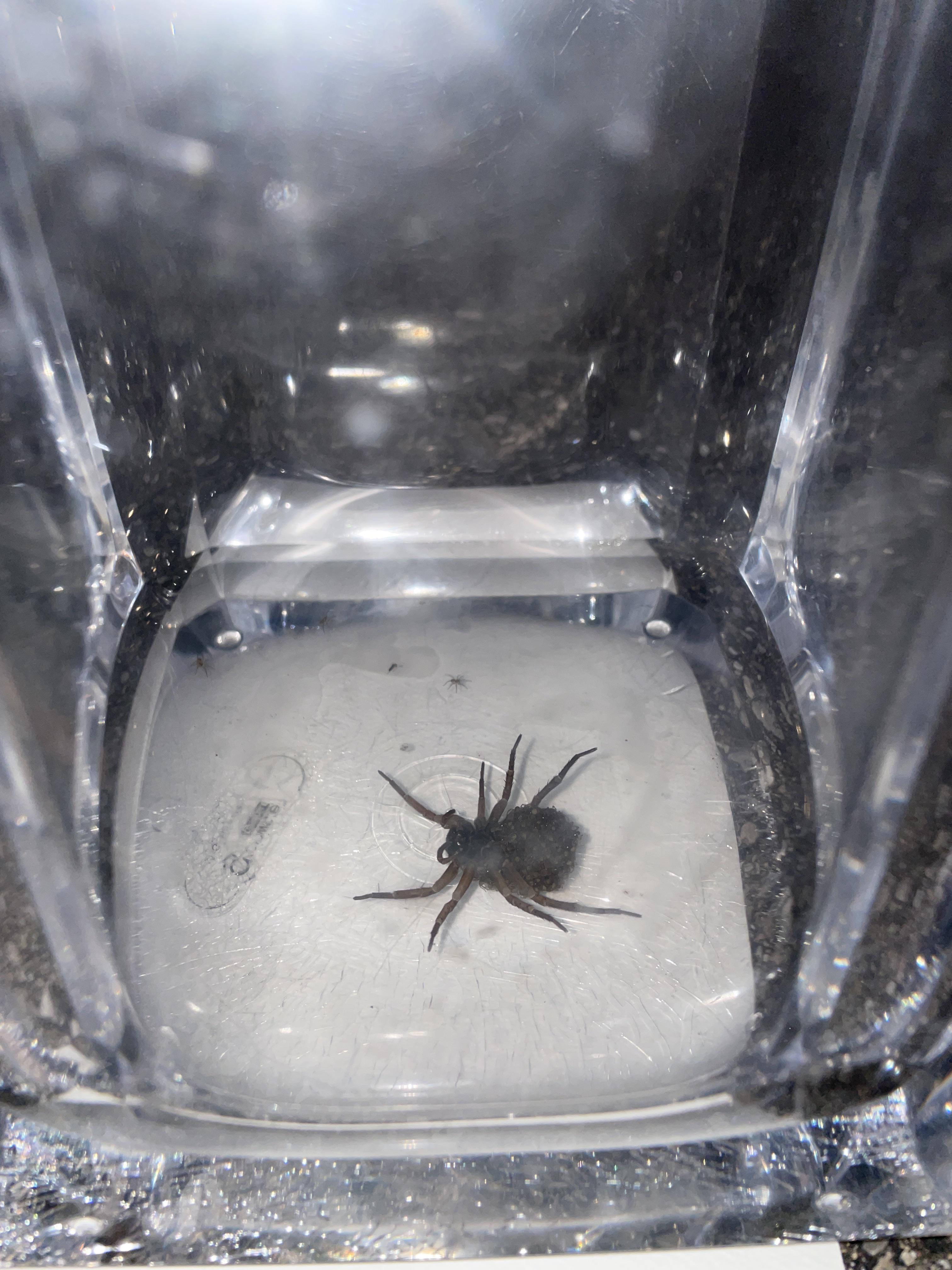 What spider did I almost step on? It gave birth in this trap. [Indiana