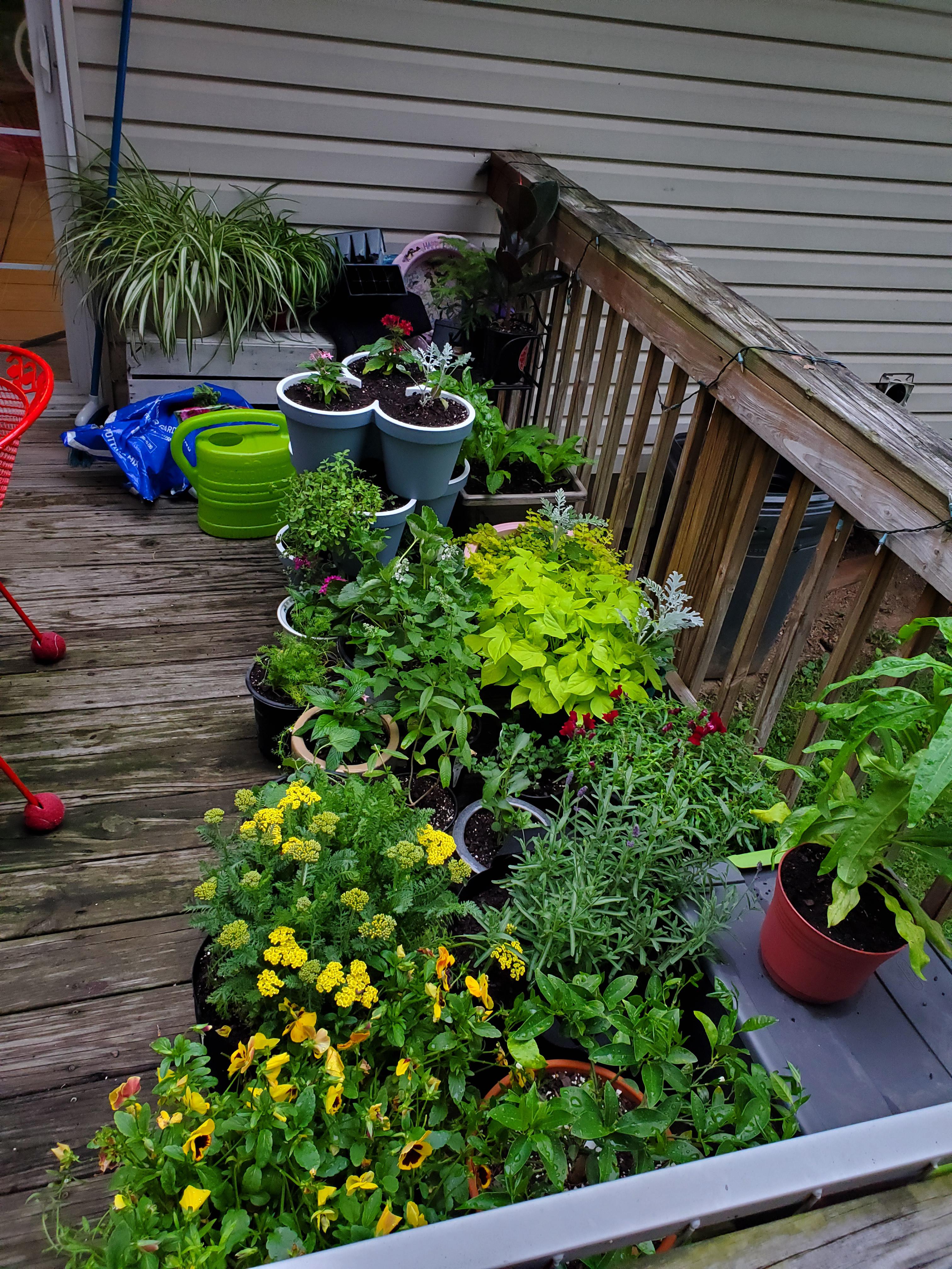 My back porch container garden is thriving! r/gardening