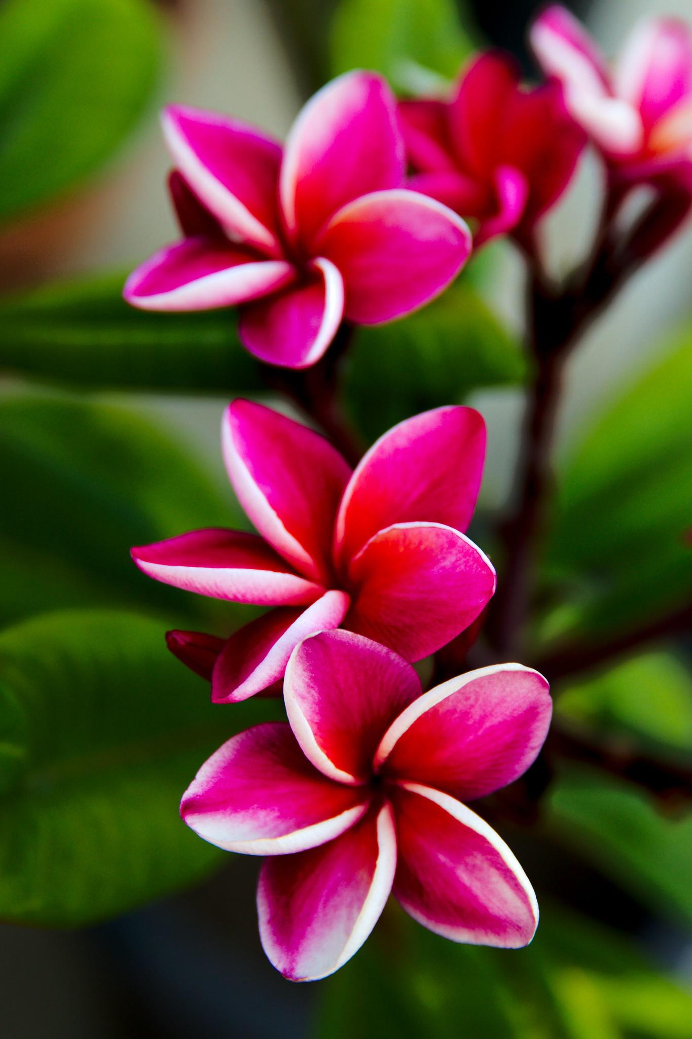 Plumeria leaves turning brown. Why? Doesn’t look like rust to me