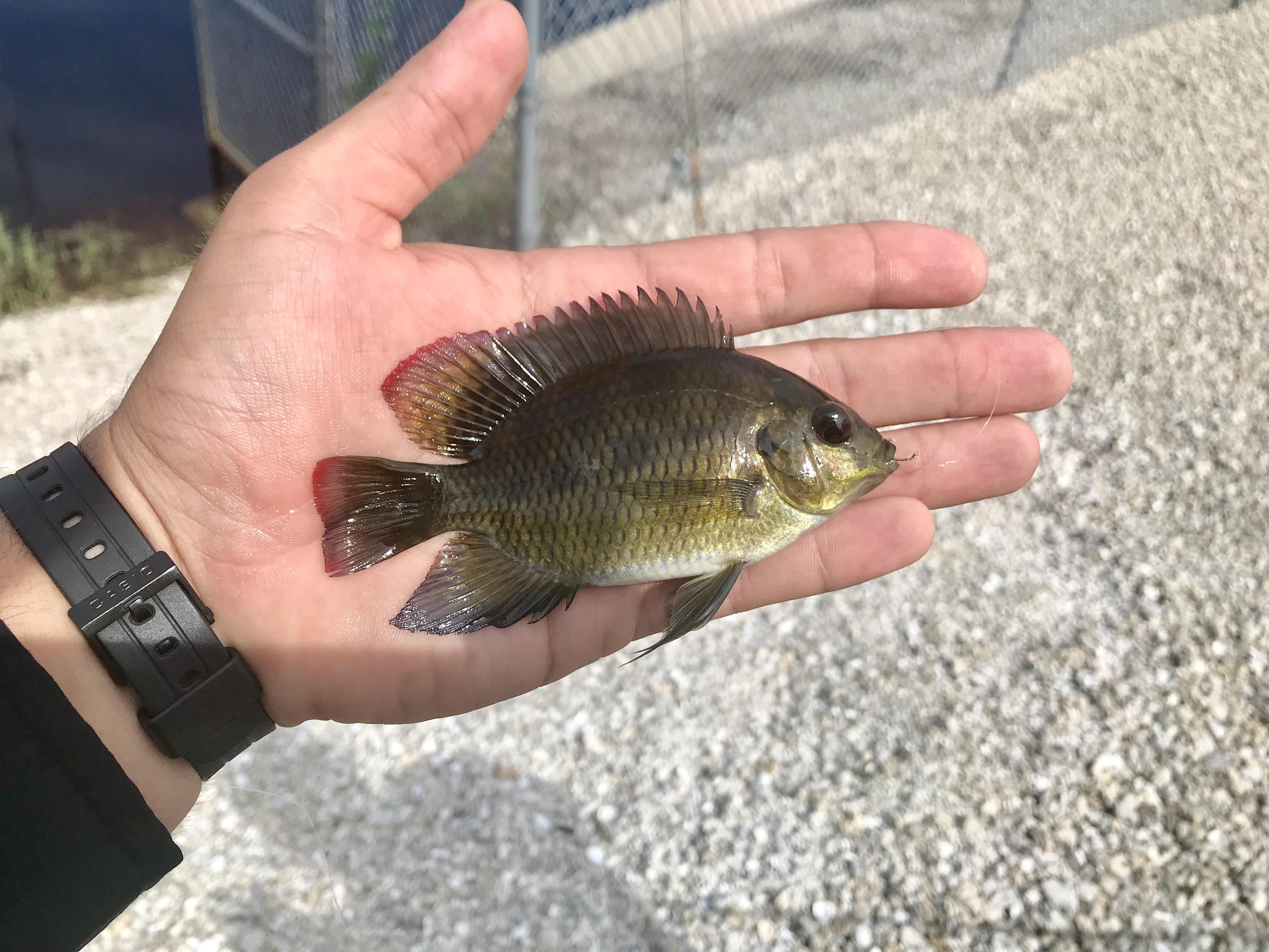 First Spotted Tilapia, I love the hint of red Southwest Florida r