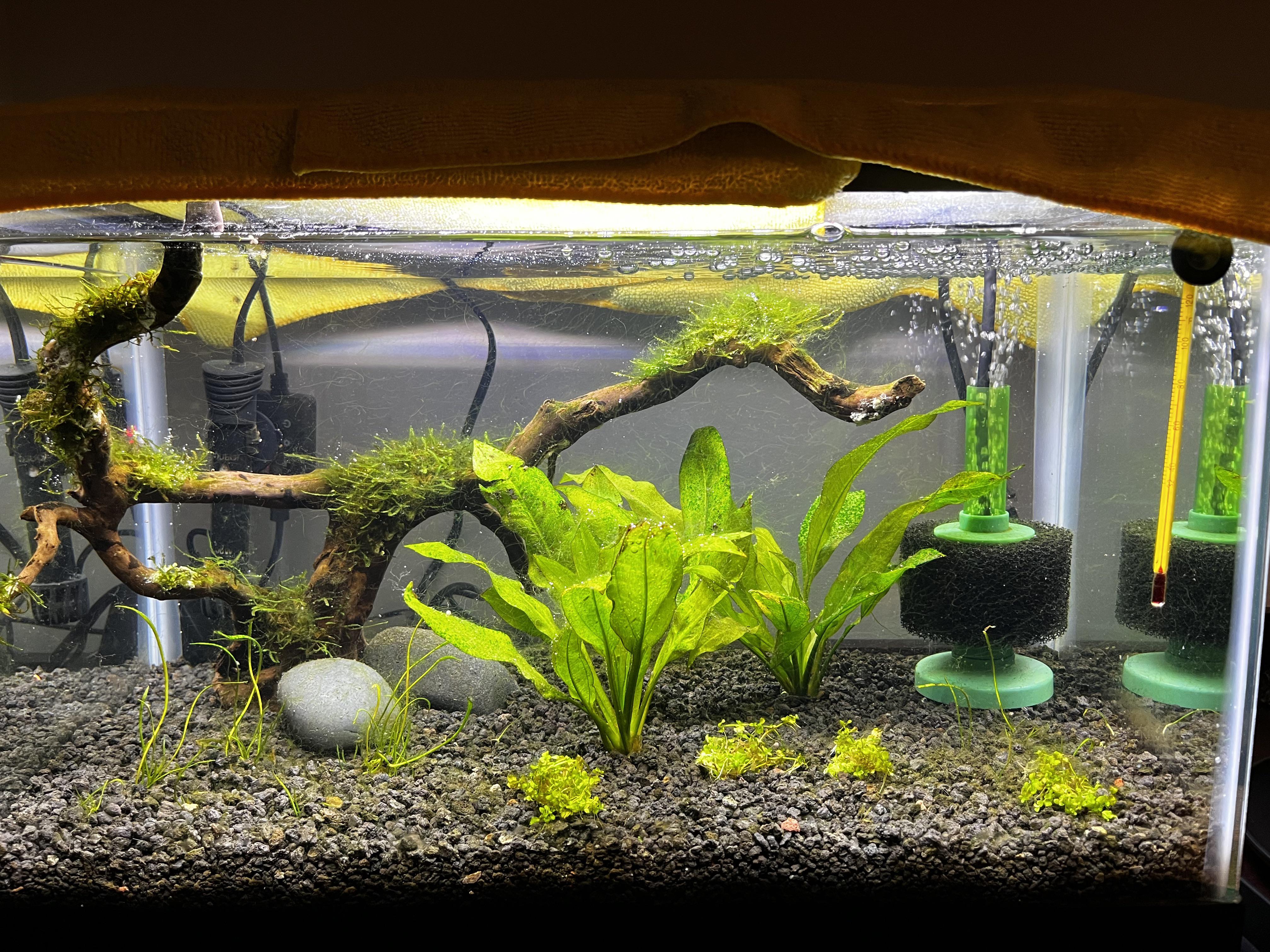 Why does my algae keep returning? r/PlantedTank