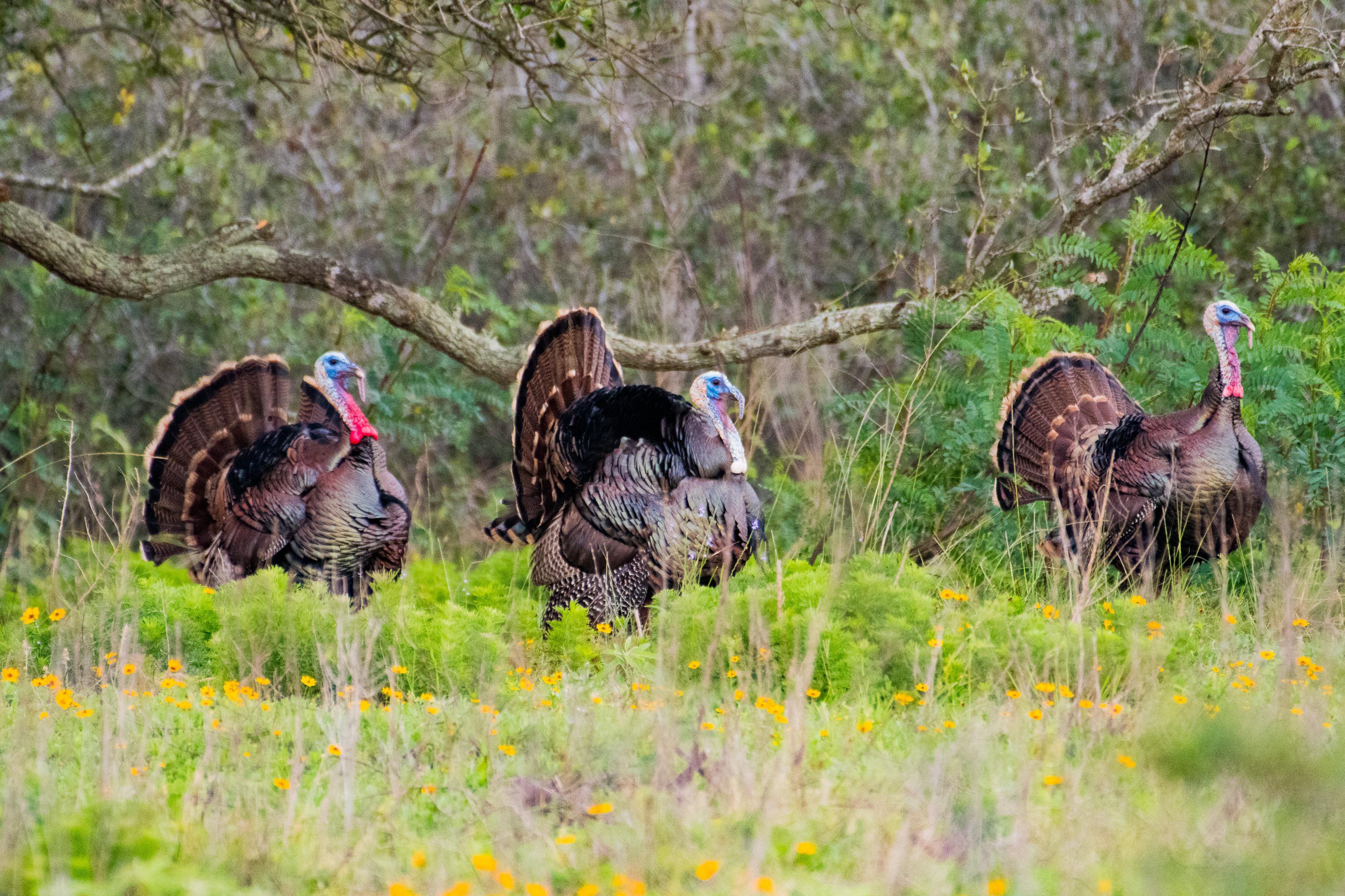 Happy Thanksgiving! Here’s a picture I took of some wild Rio Grande
