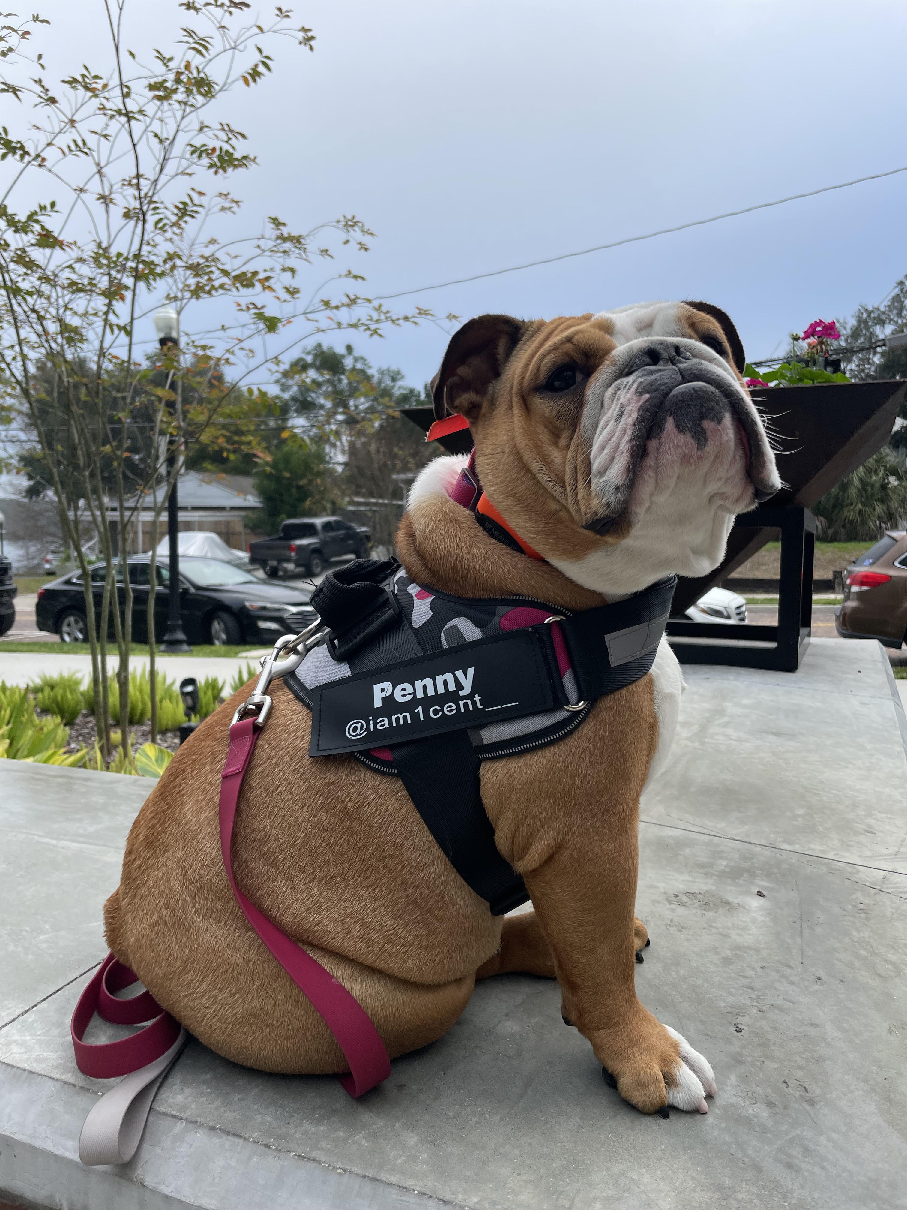 So ms Penny goes nuts when we bring her to friends house or even brunch