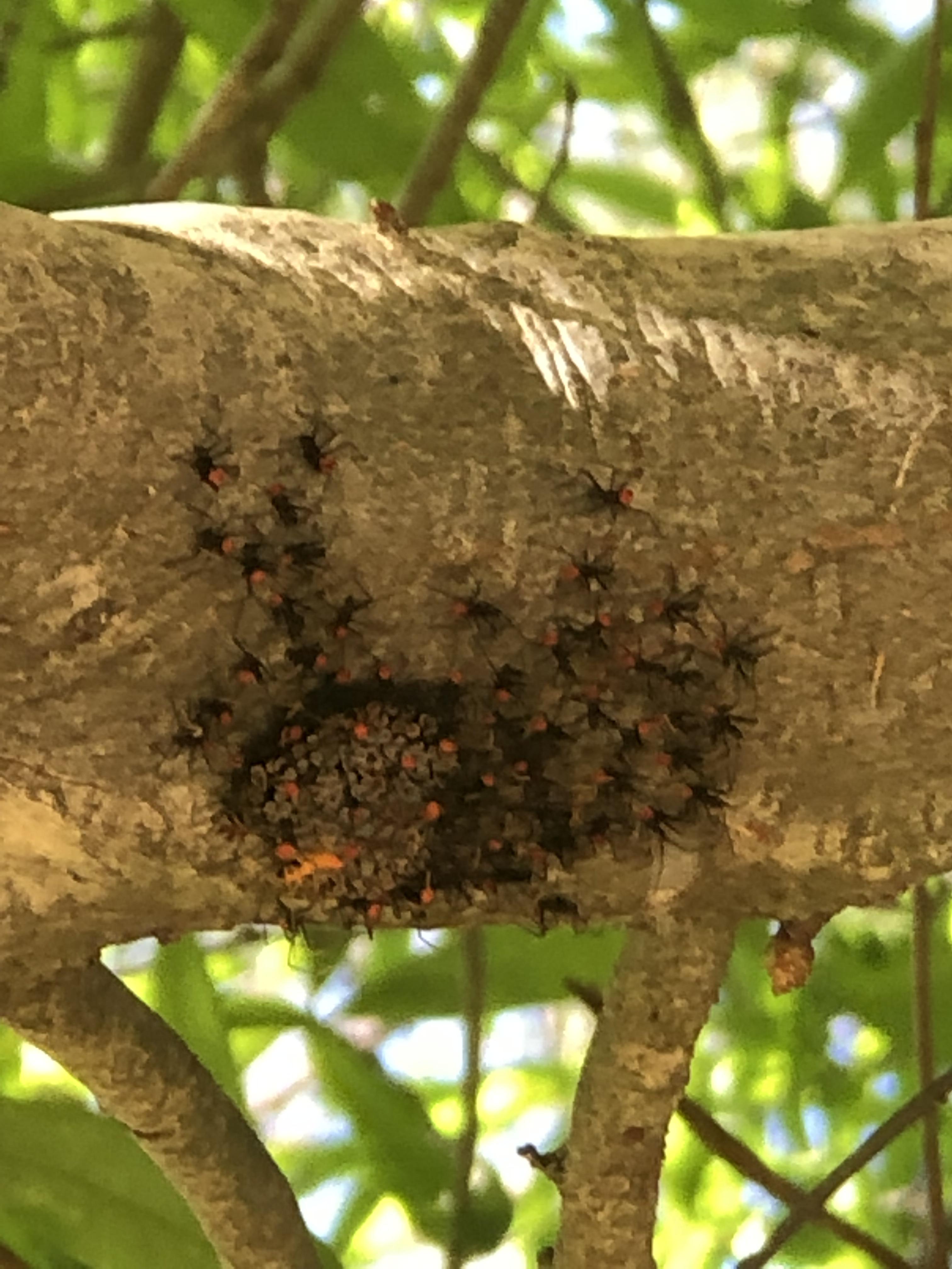 Please ID these baby spiders located in the eastern piedmont/triangle