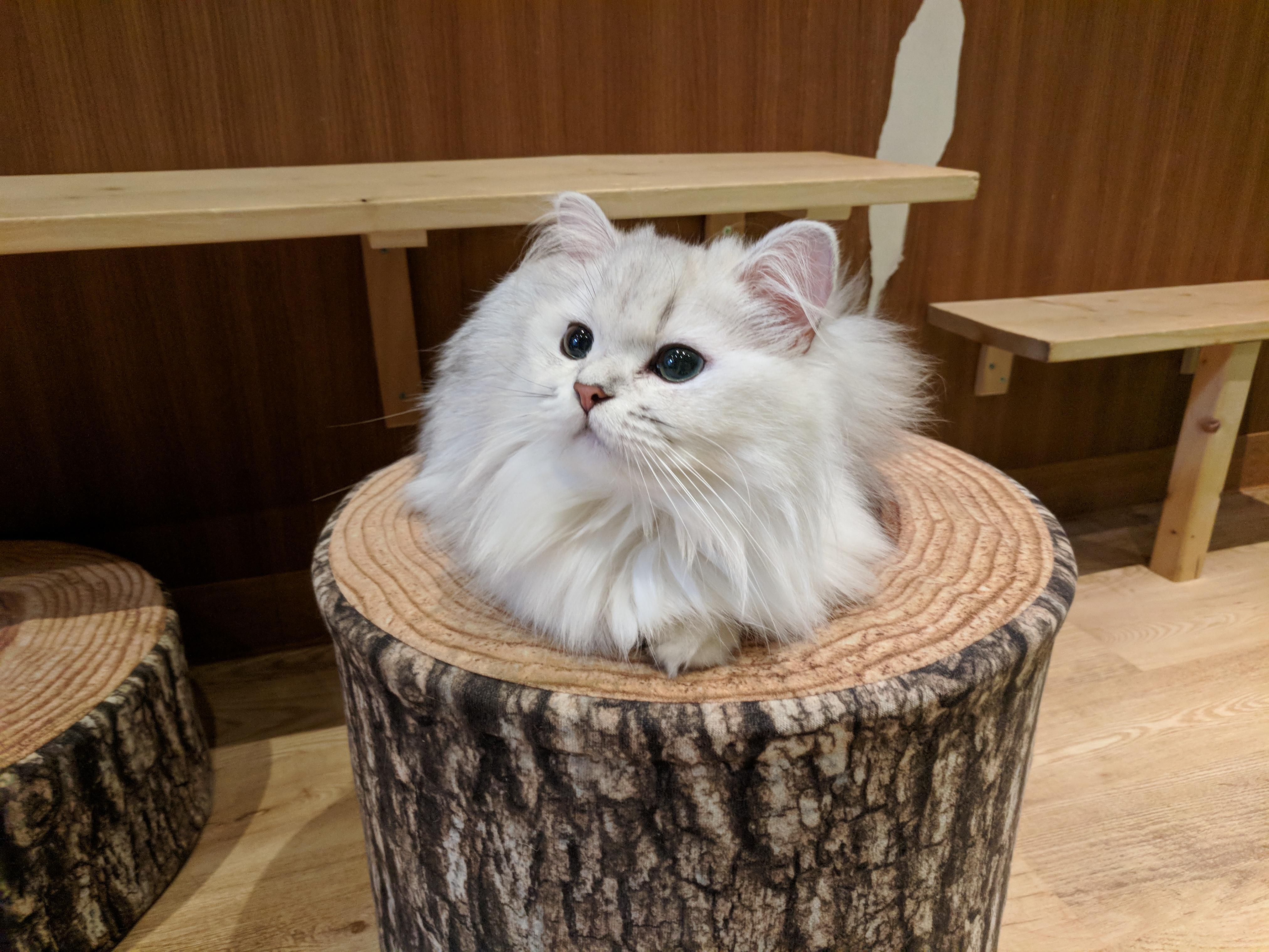 The cat I was dangerously close to adopting at a cat café while