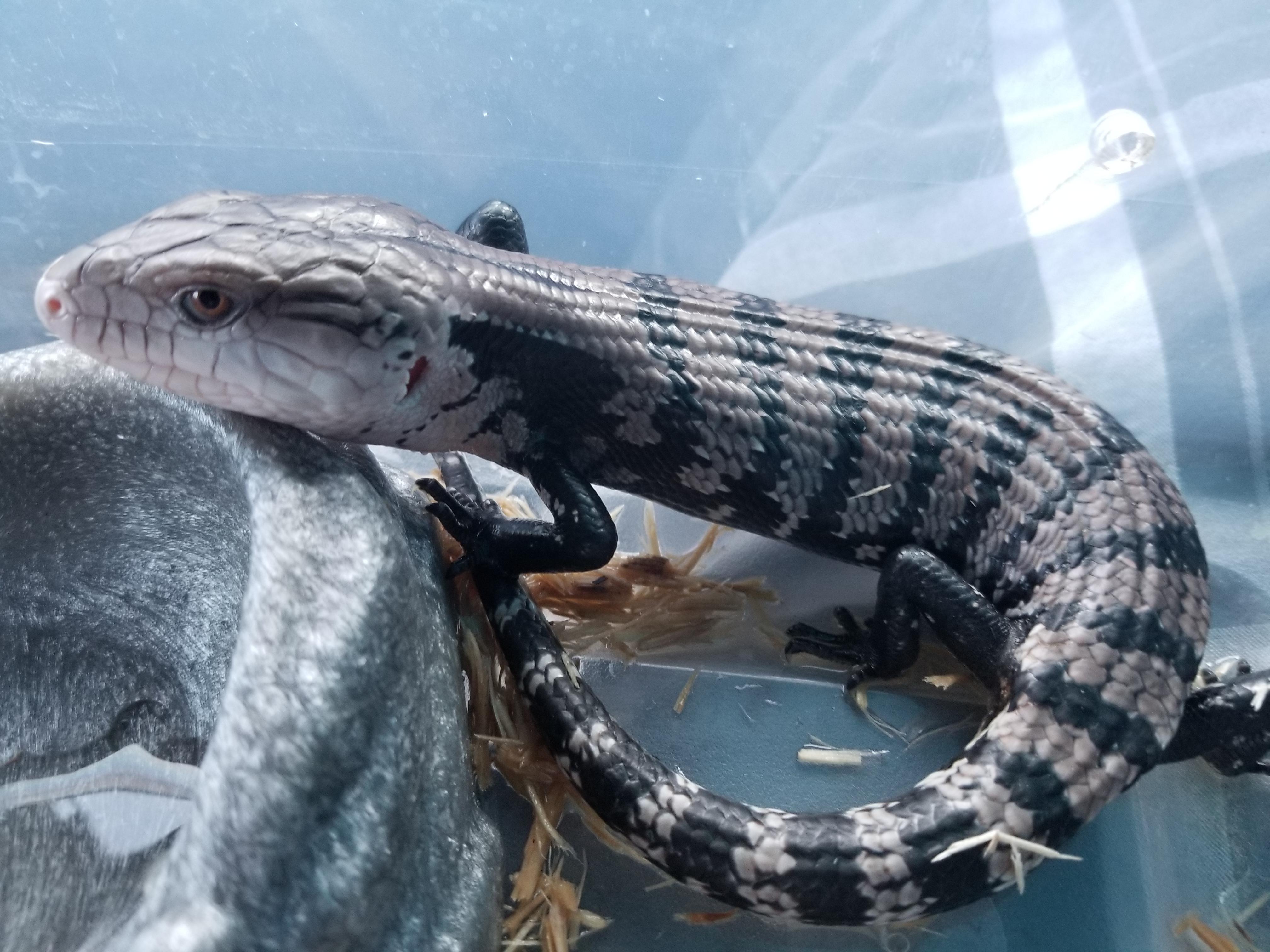 At the Nashville Exotic Pet Expo I got my first BTS. Meet Gorosaurus