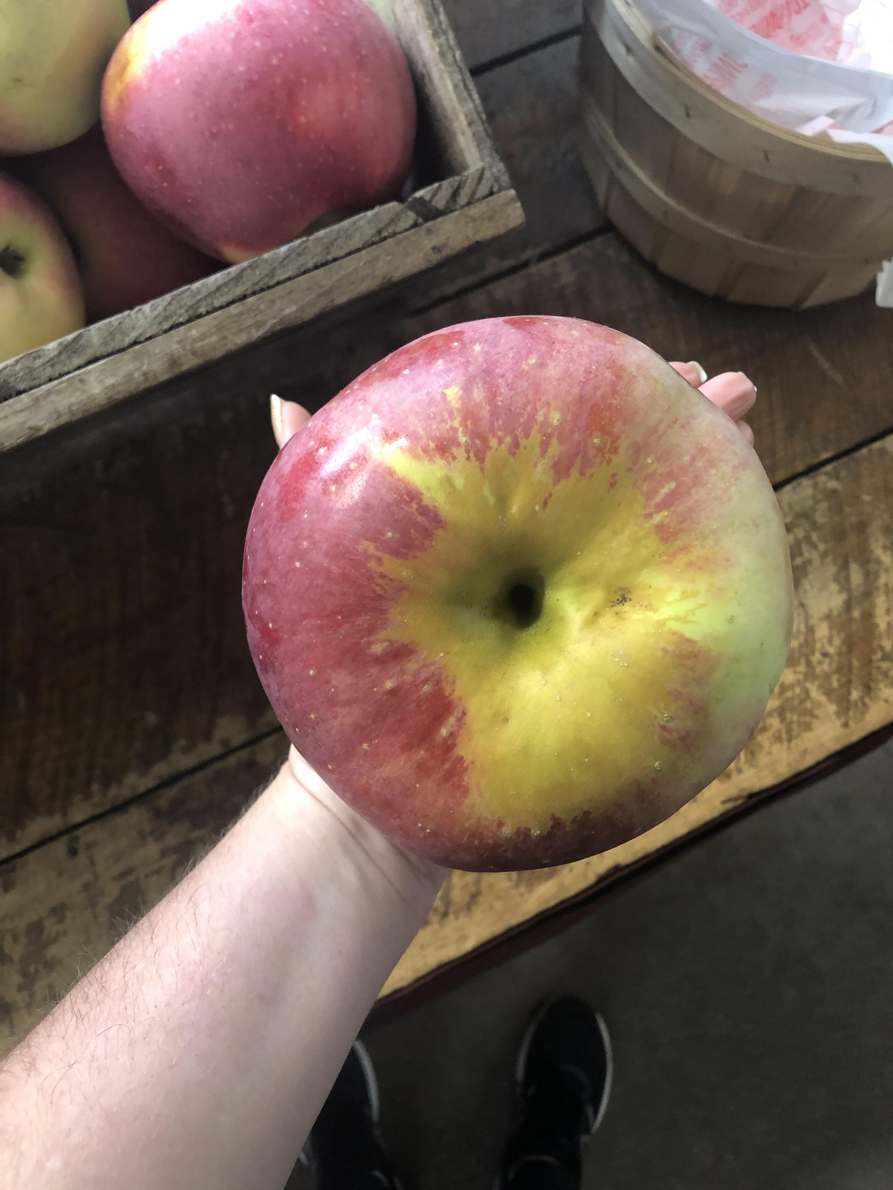 This apple at my local farm stand, New Hampshire, USA r/mildlyinteresting