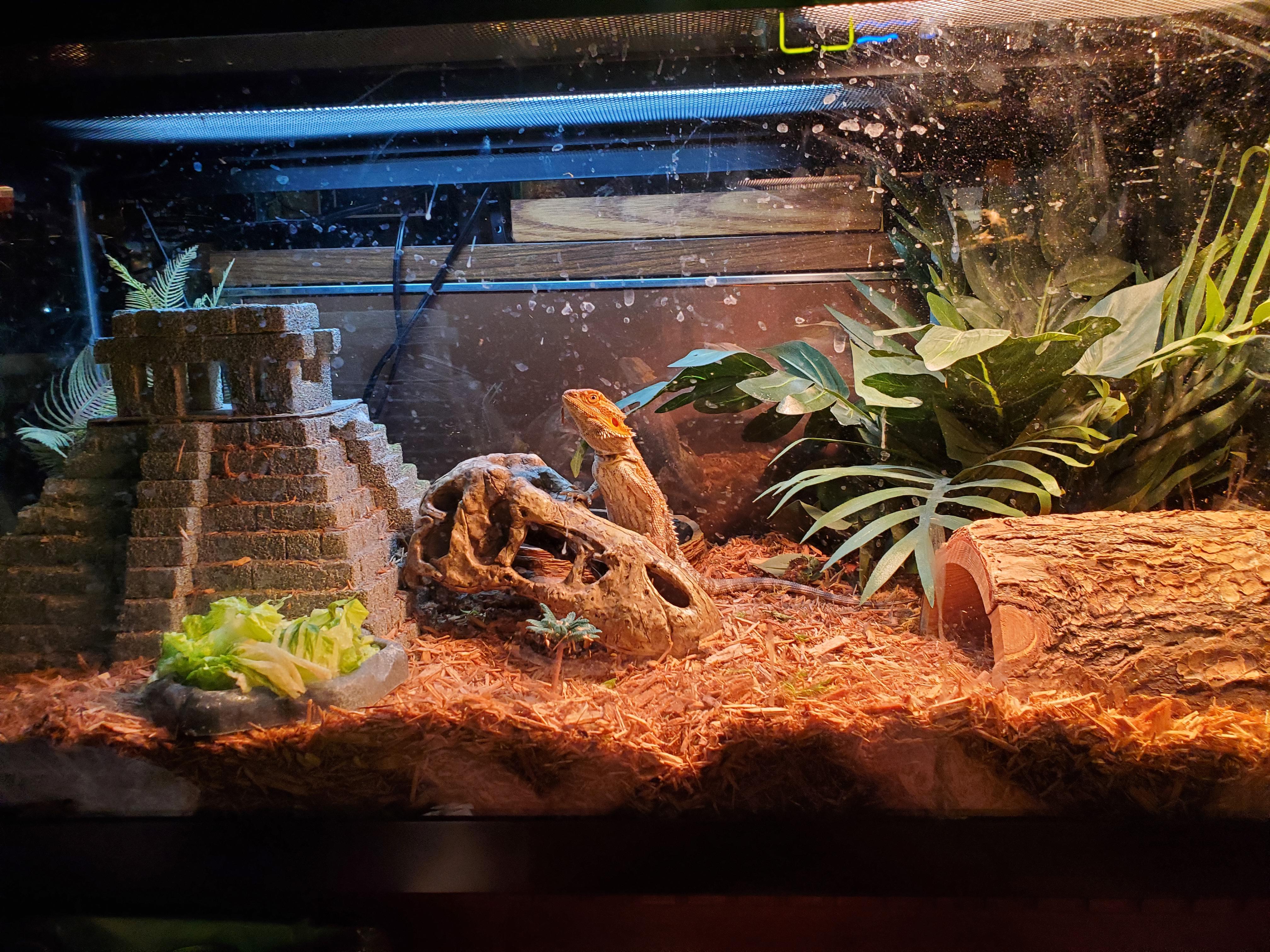New Bearded Dragon setup for my man! r/reptiles