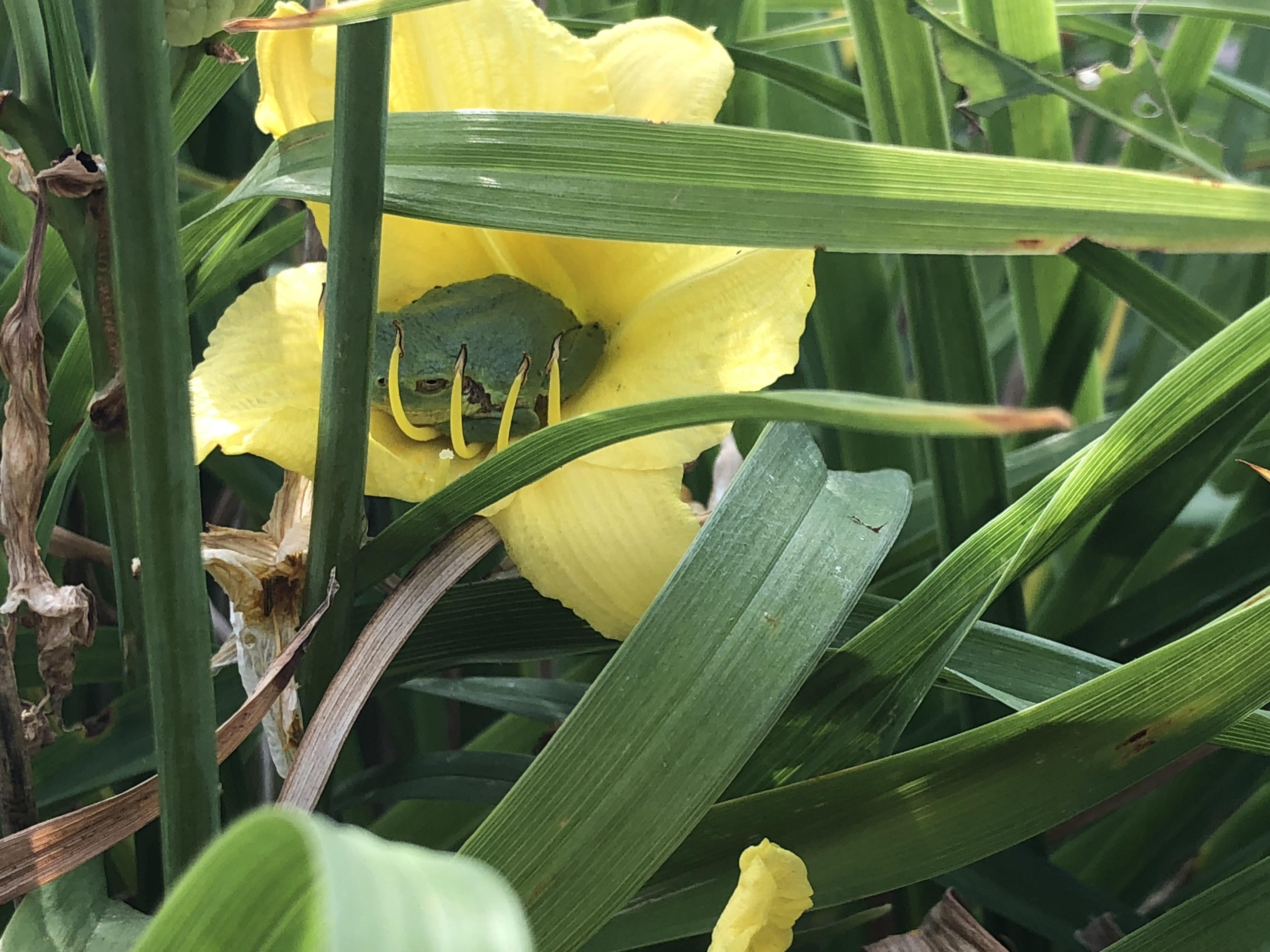 I hear you like frogs in flowers. r/gardening