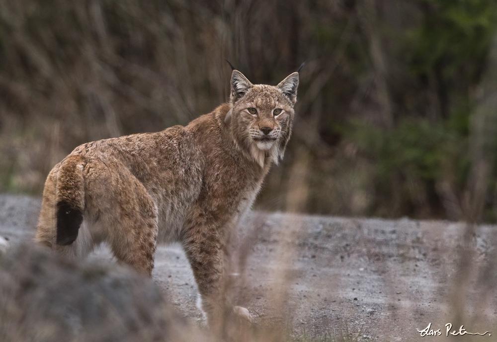 The Eurasian lynx is the largest species of lynx and hunt prey as large