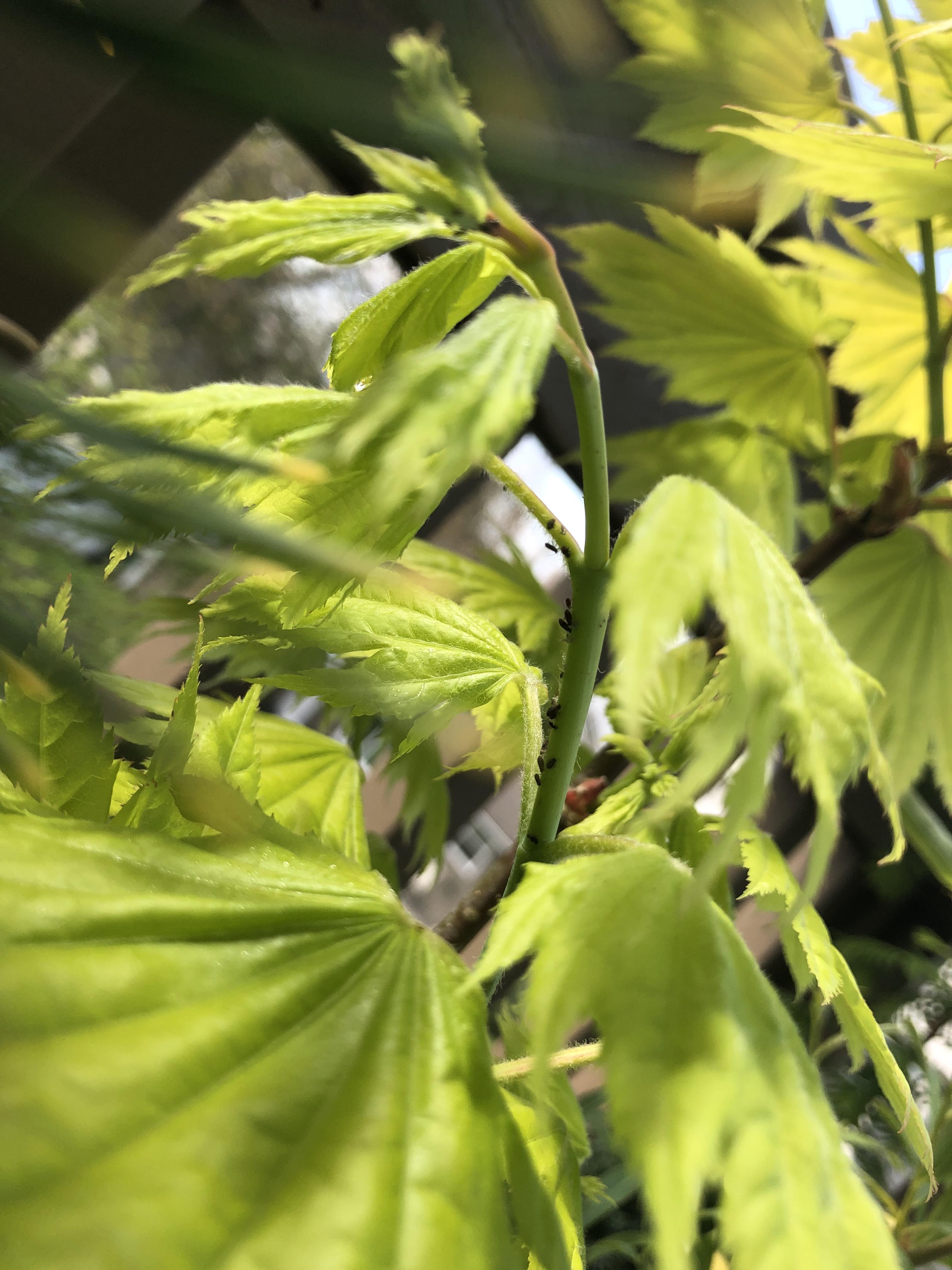 Bugs on Japanese maple r/Bonsai
