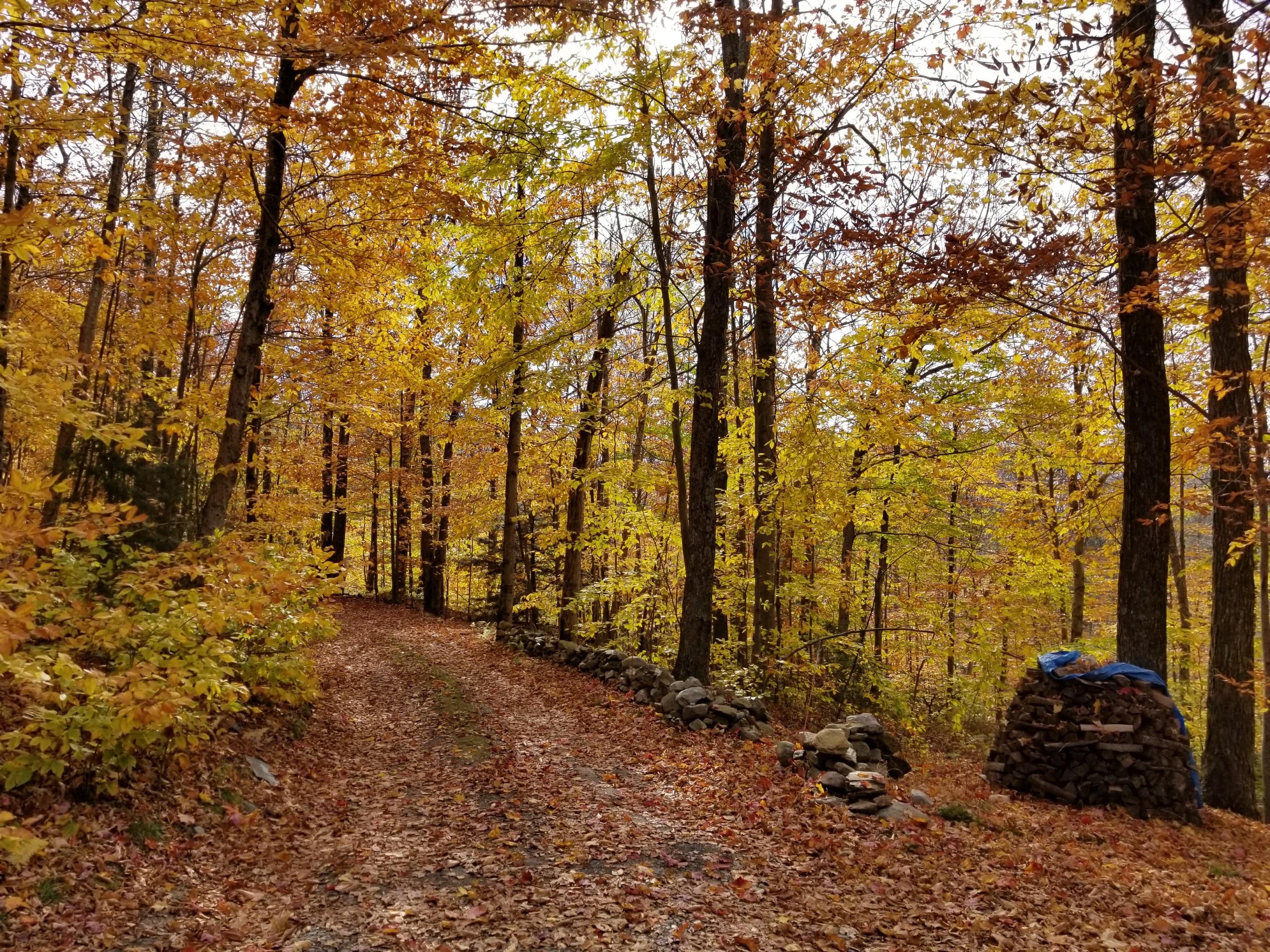 A rural driveway in late October. r/vermont