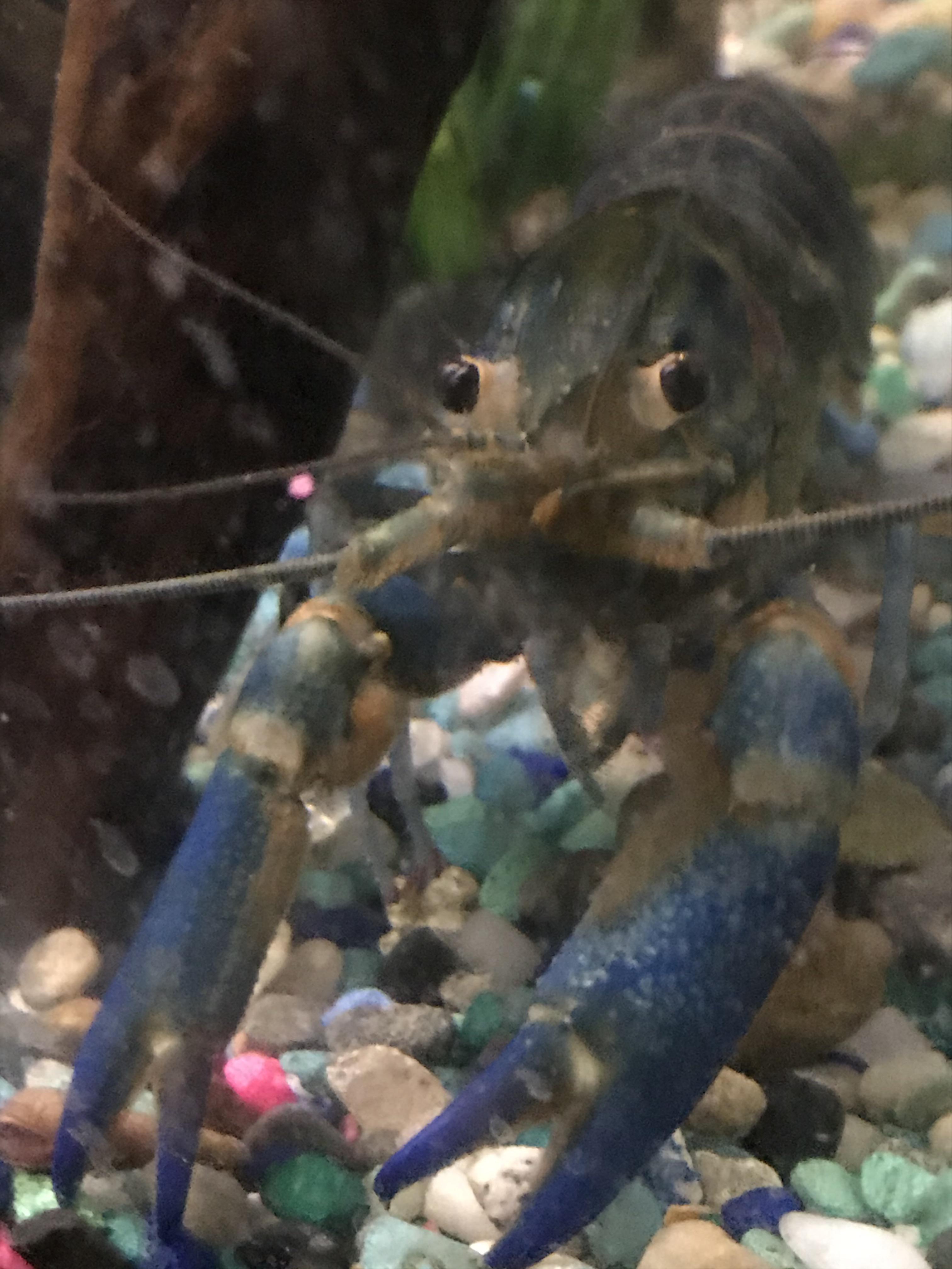 Anyone know how to treat the fuzzy brown fungus on my blue cray’s claws
