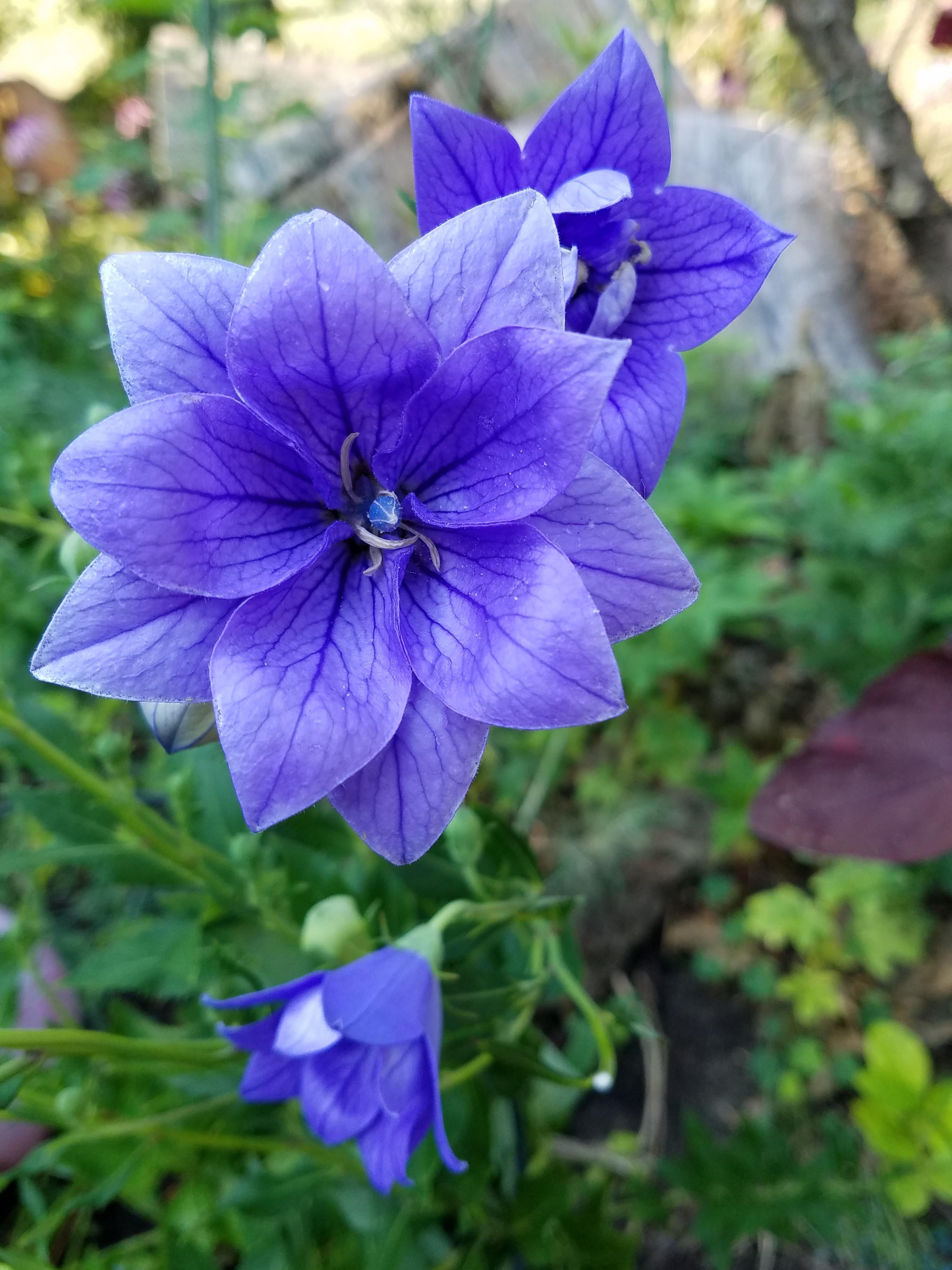 Finally caught my double balloon flowers in bloom r/gardening