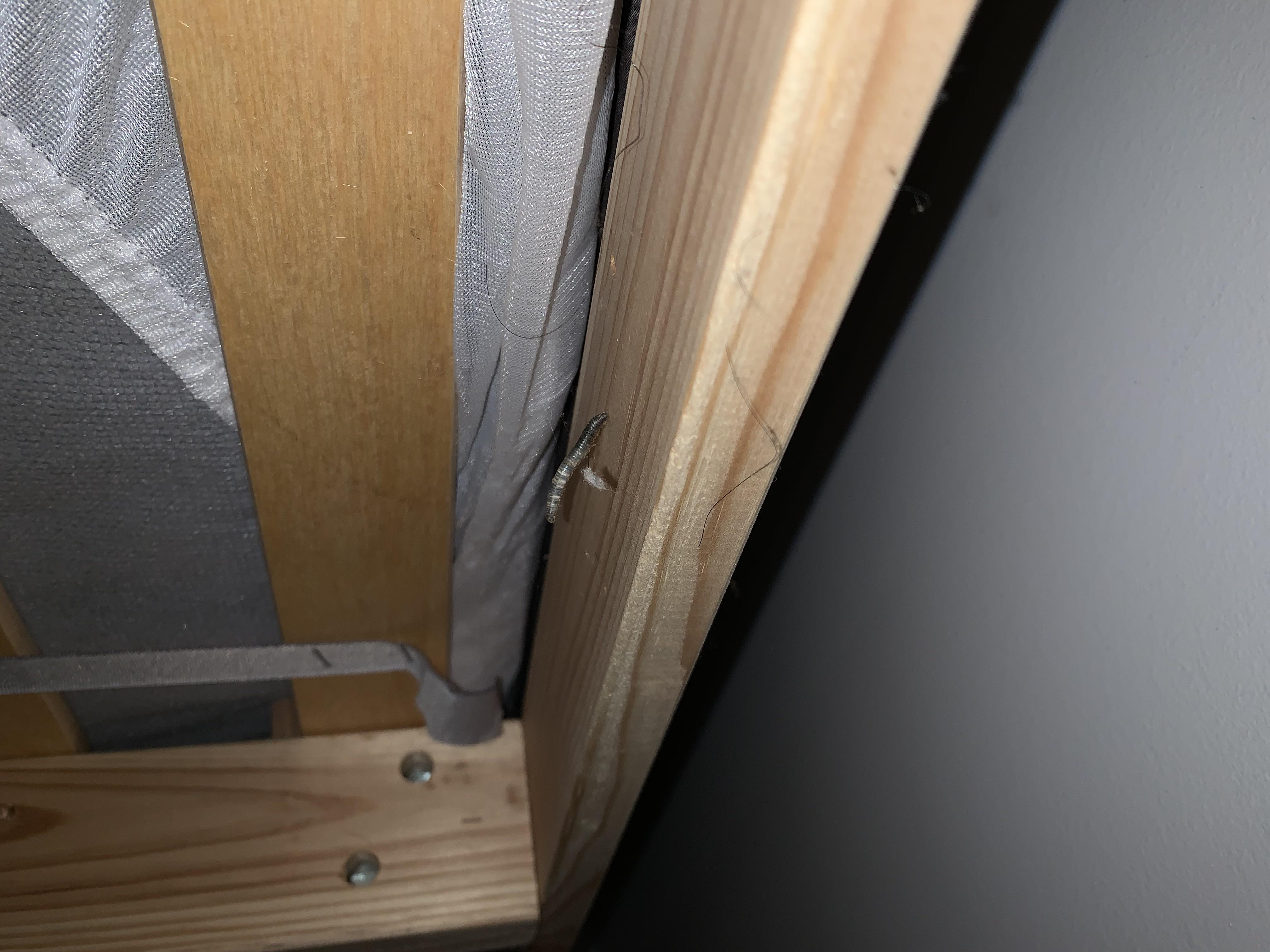 [HELP] found this egg sacs or larva under the bed, can anyone please