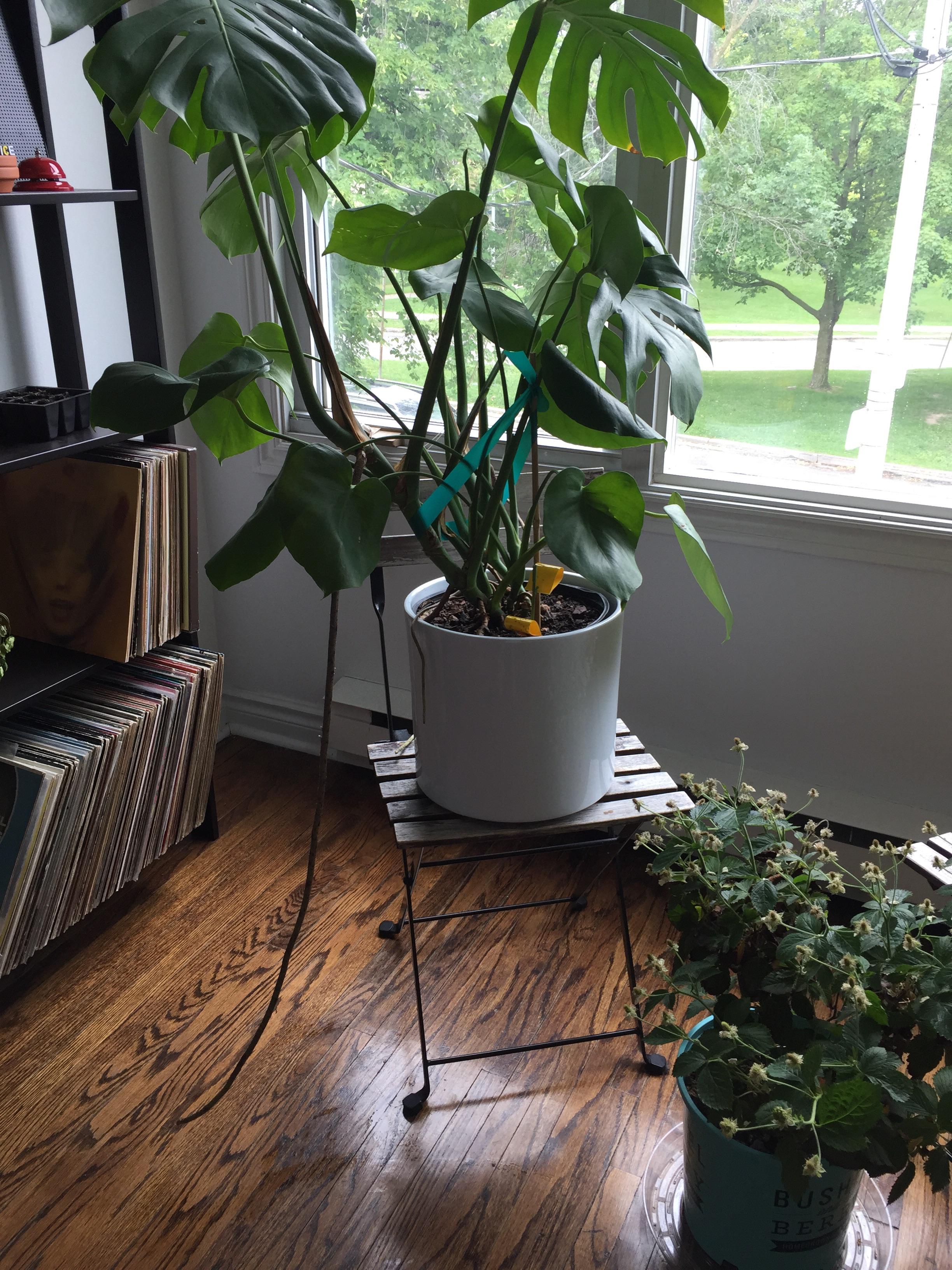 My Monstera's aerial roots are growing out of control. What gives and