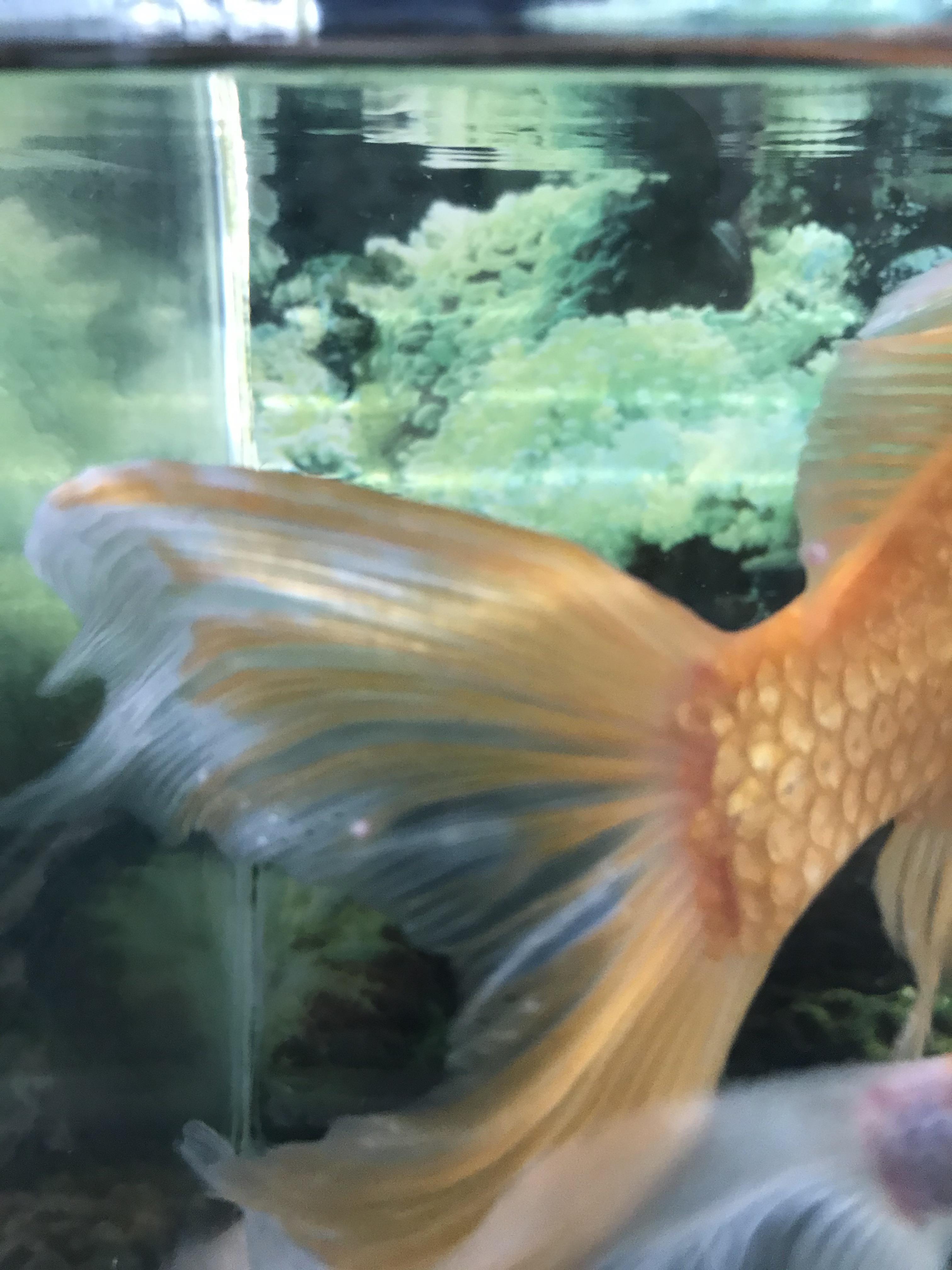 Is this ich on my goldfishes tail? If so how can I get rid of it. I just noticed right now and