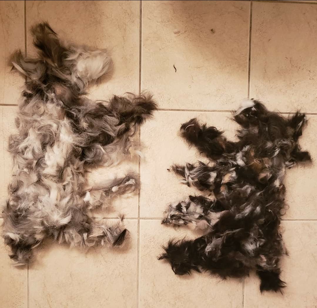 My dog's hair after I shaved them for the summer. r/interestingasfuck
