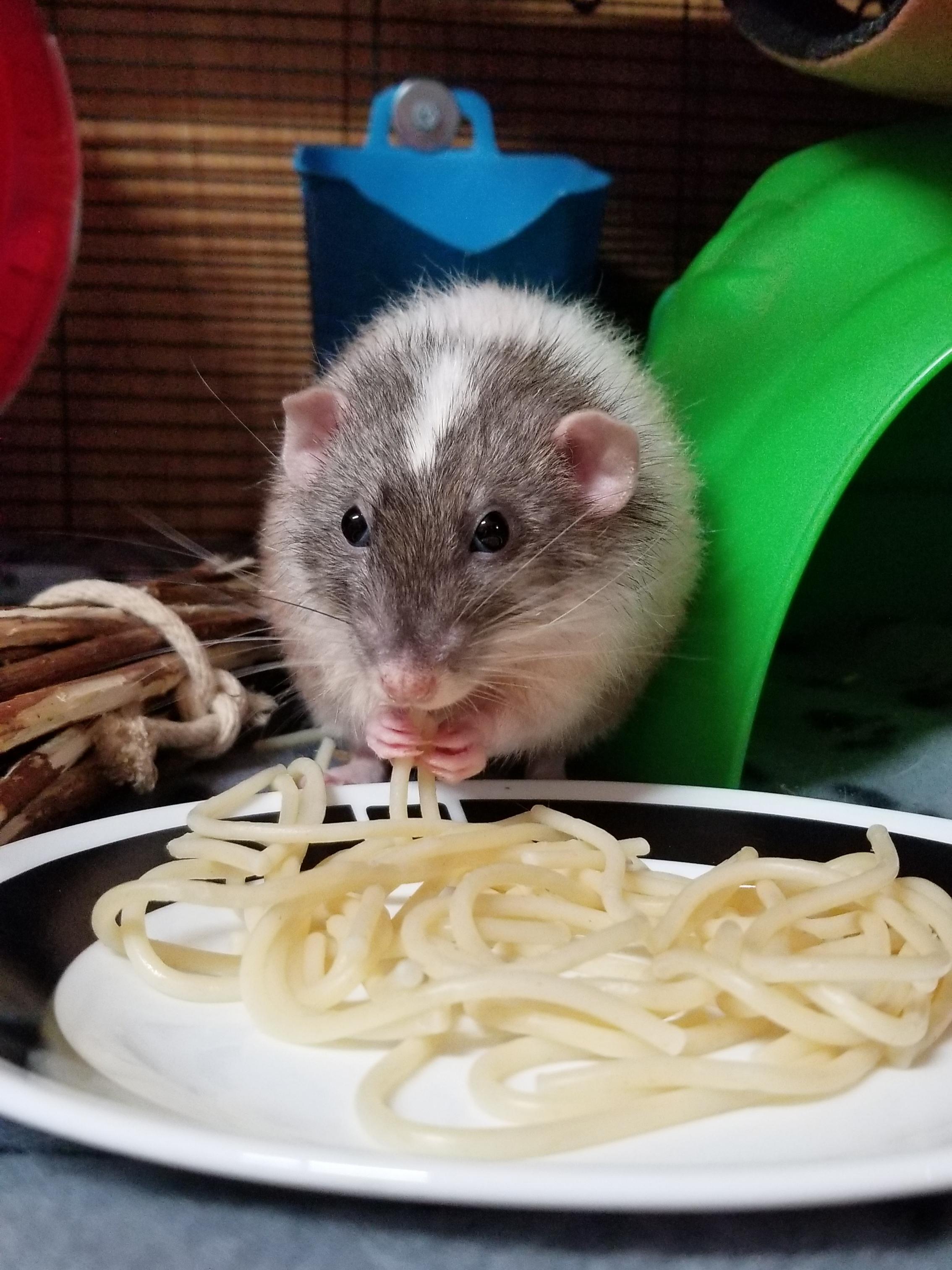 Houdini best way to eat spaghetti, have a noodle in each hand. r/RATS