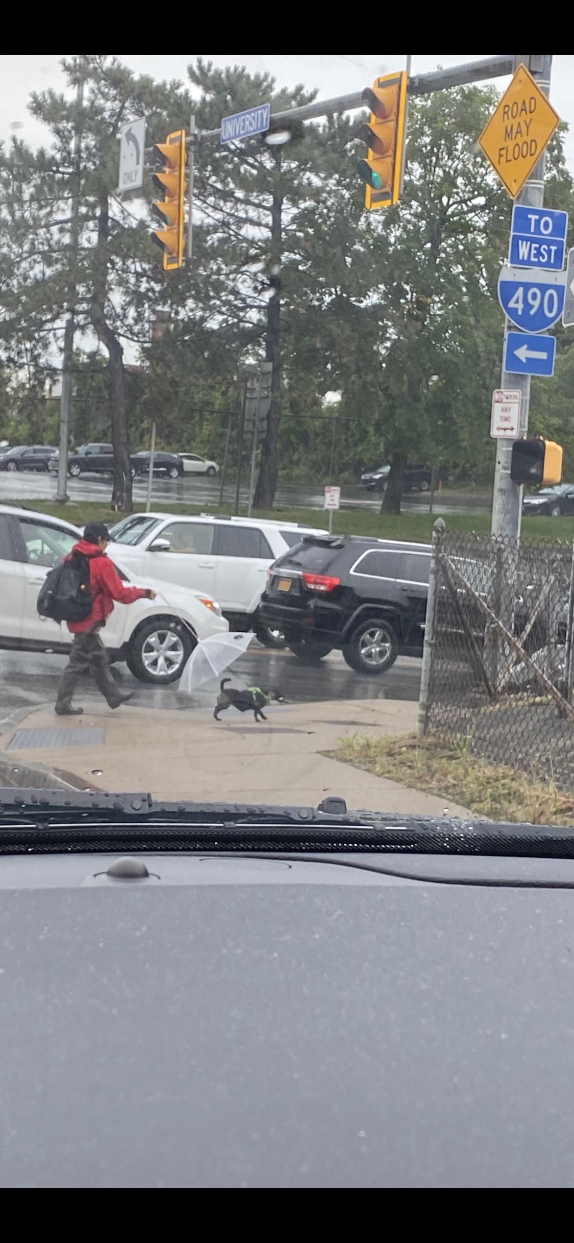 A small dog walking in the rain with its own umbrella r/mildlyinteresting