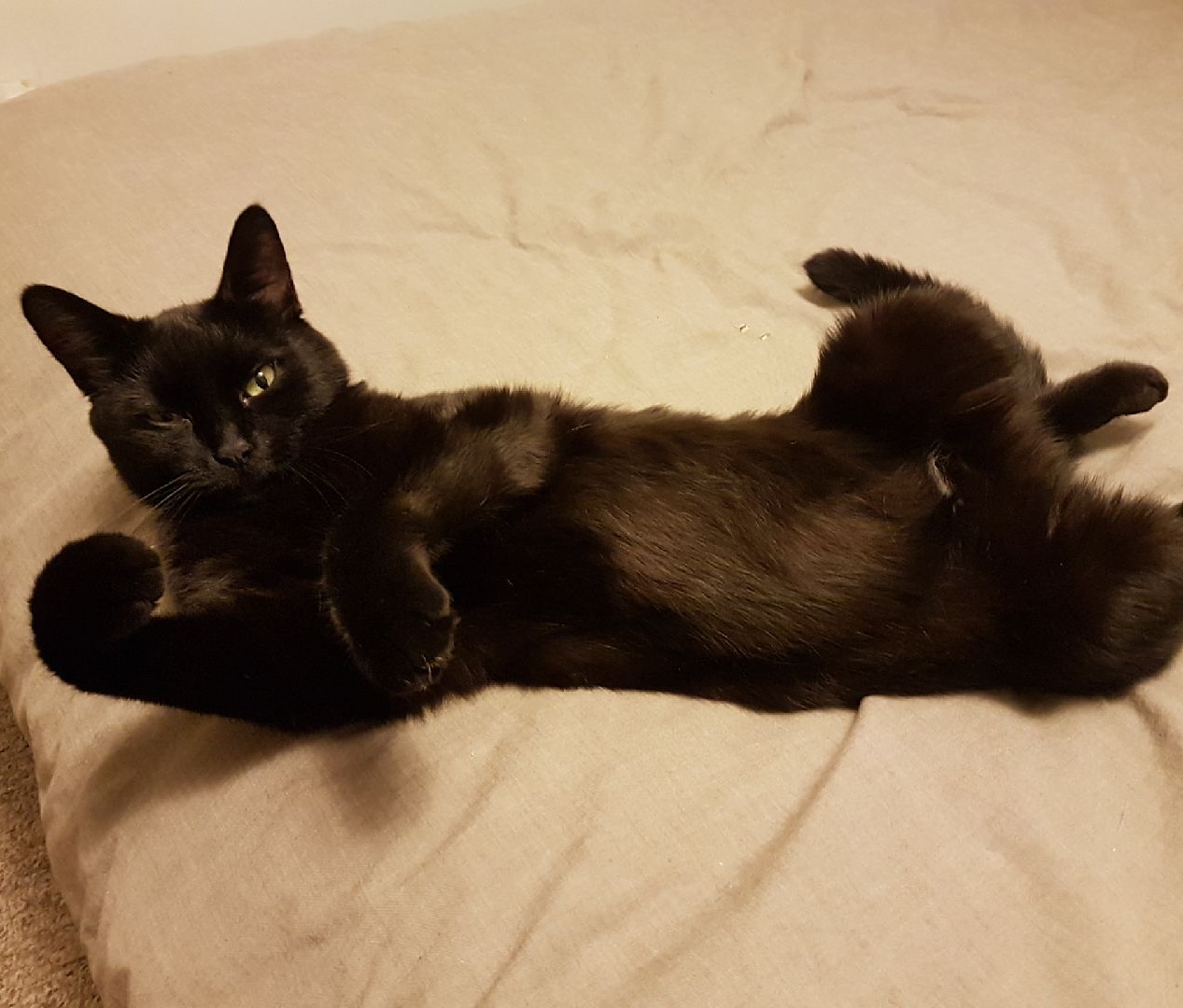 Dose not like being woken up r/blackcats