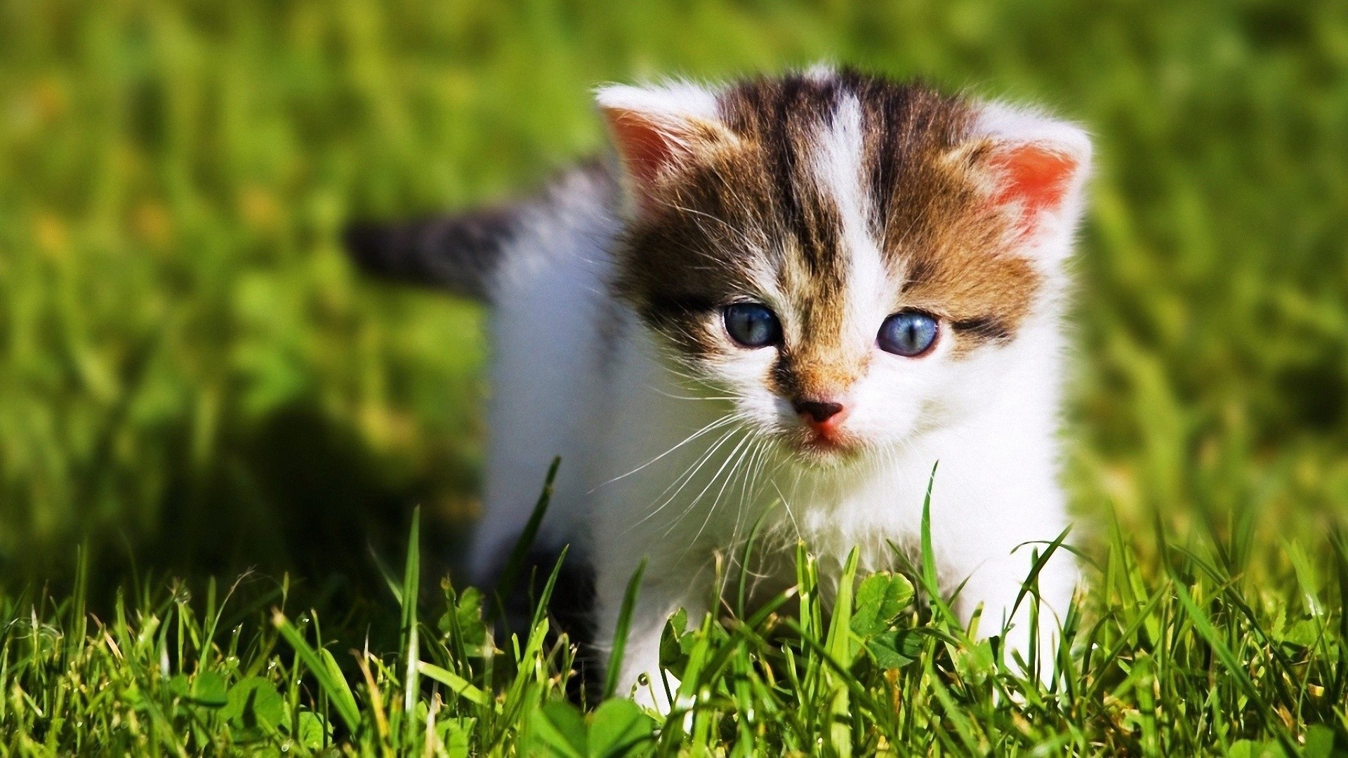 Cute kitten wallpaper [1920×1080] r/wallpaper