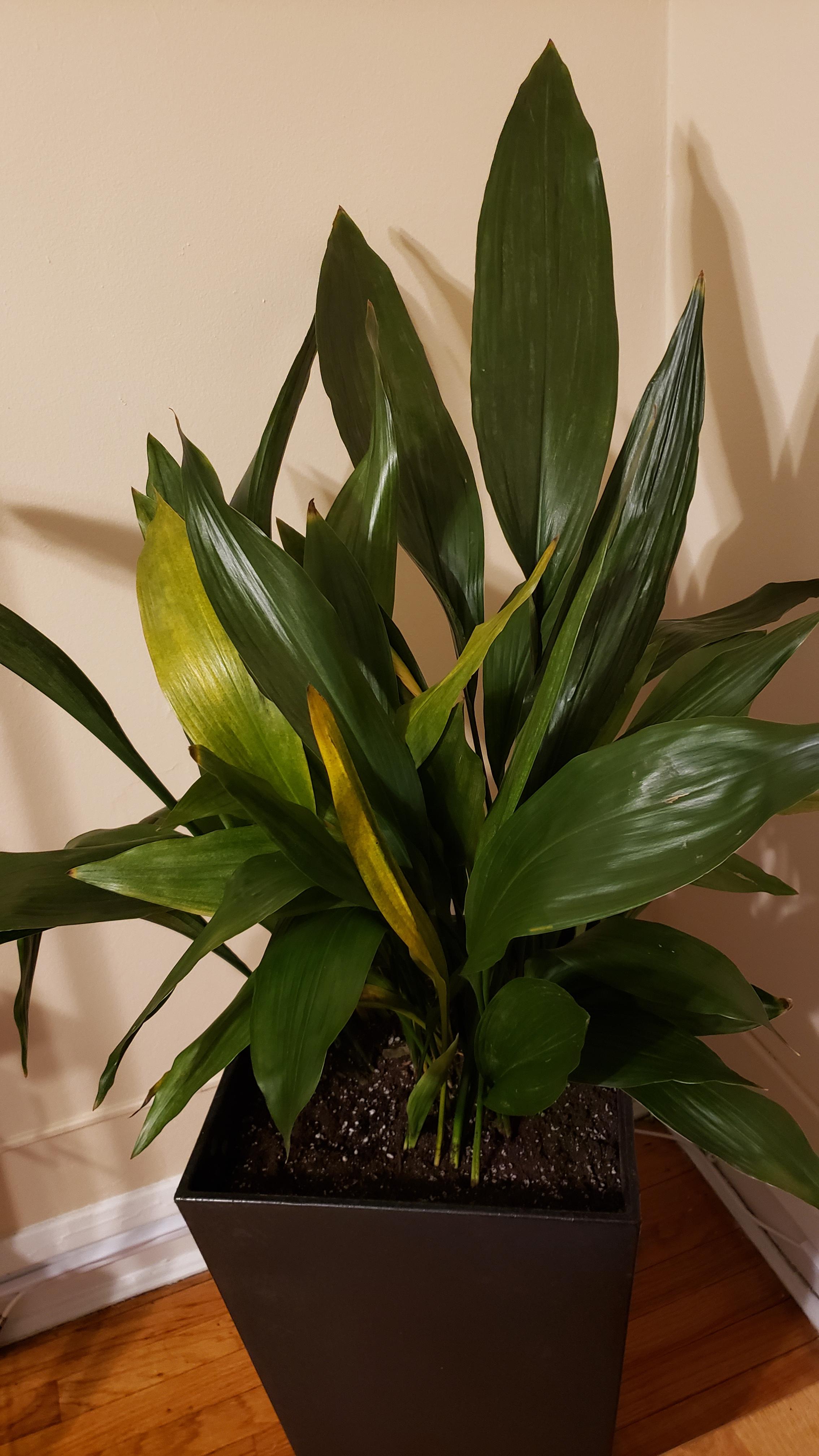 Cast iron plant seems to be turning yellow with browning tips. Any advice? r/houseplants