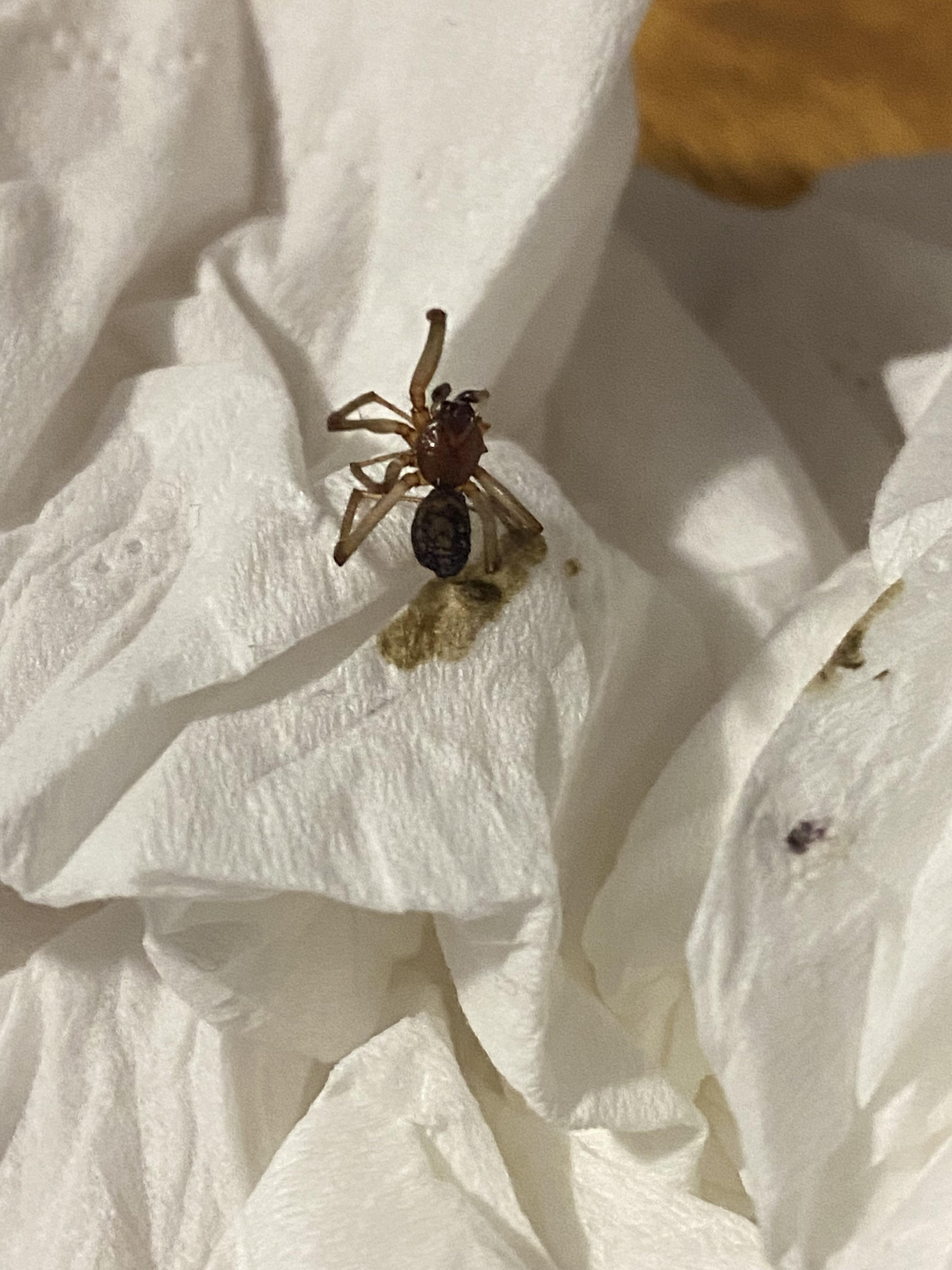 I know he is a bit squashed but anyone know what it is? I’m in Victoria