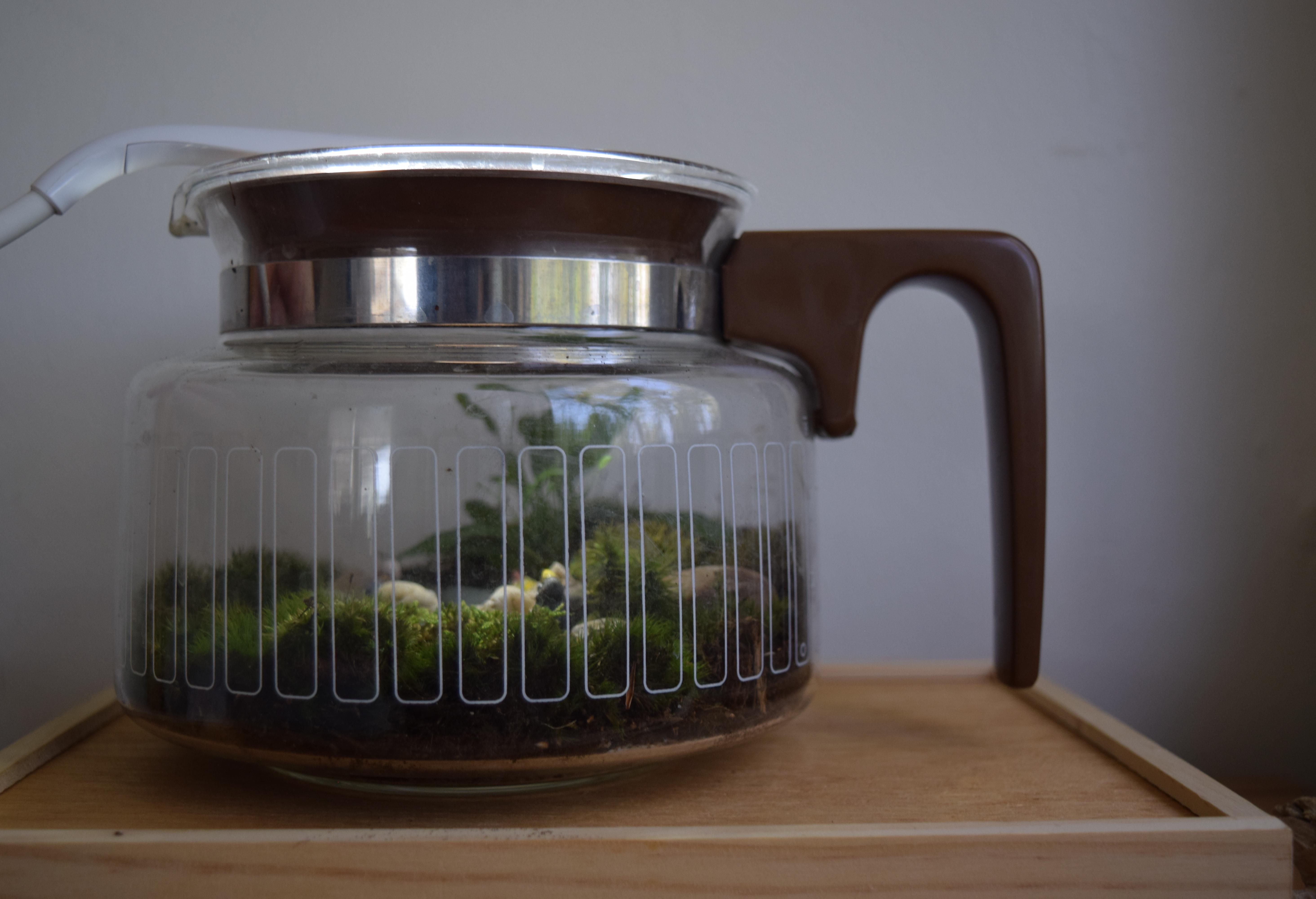 My coffee pot terrarium r/terrariums