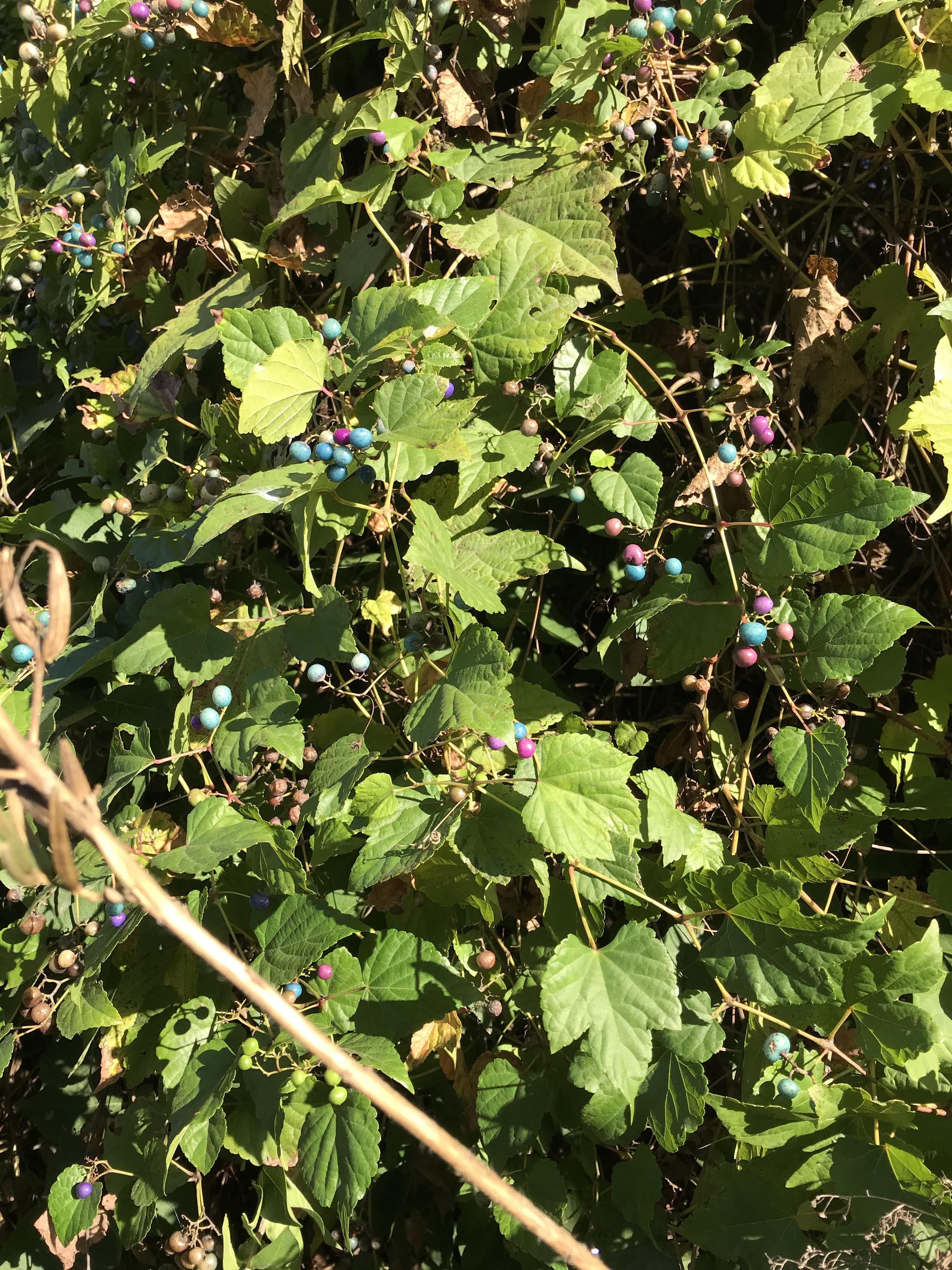 Can anyone identify this beautiful plant. I found it growing alongside