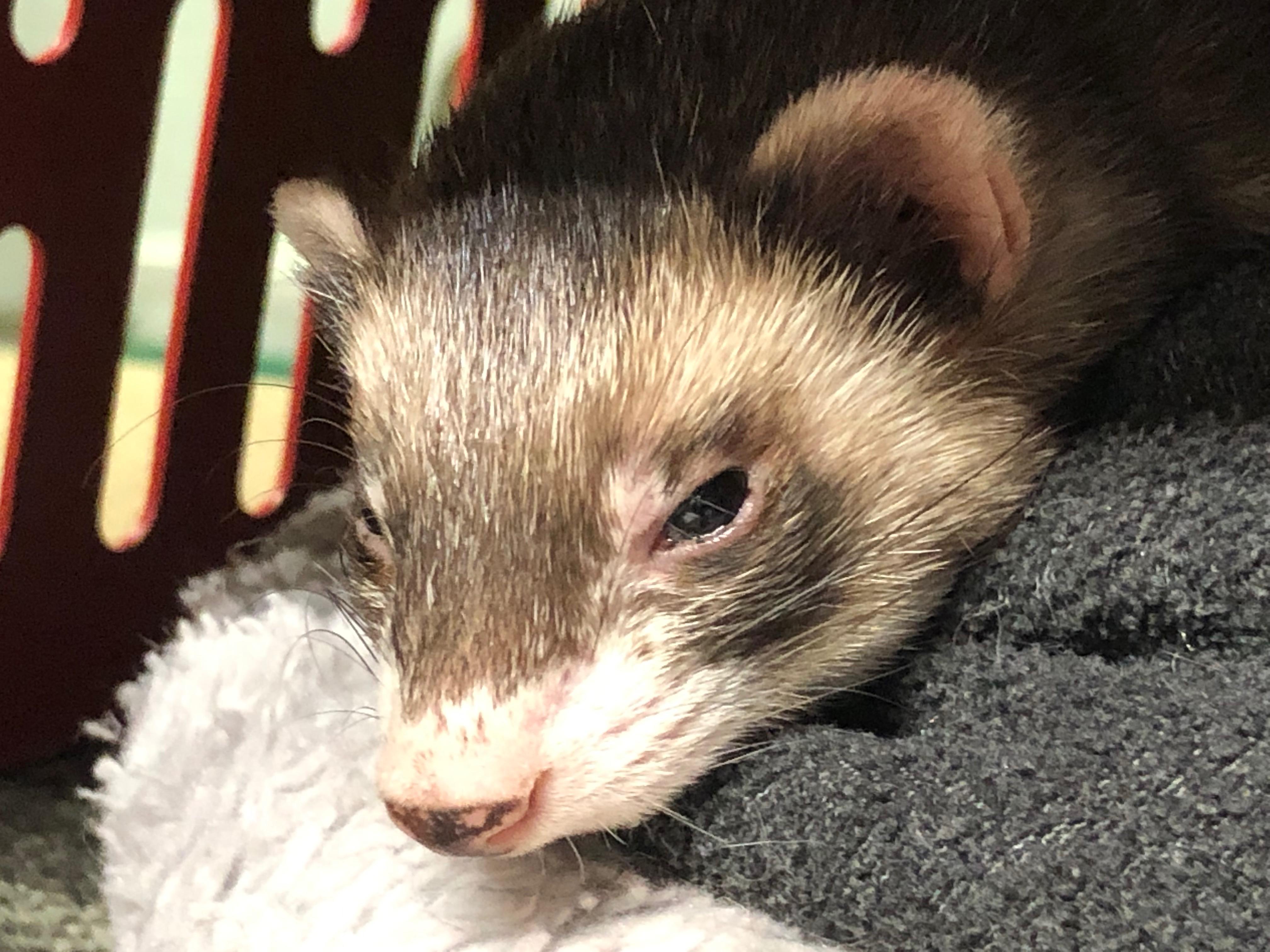 This is Bear. She got a SuprelorinF implant today and is feeling a