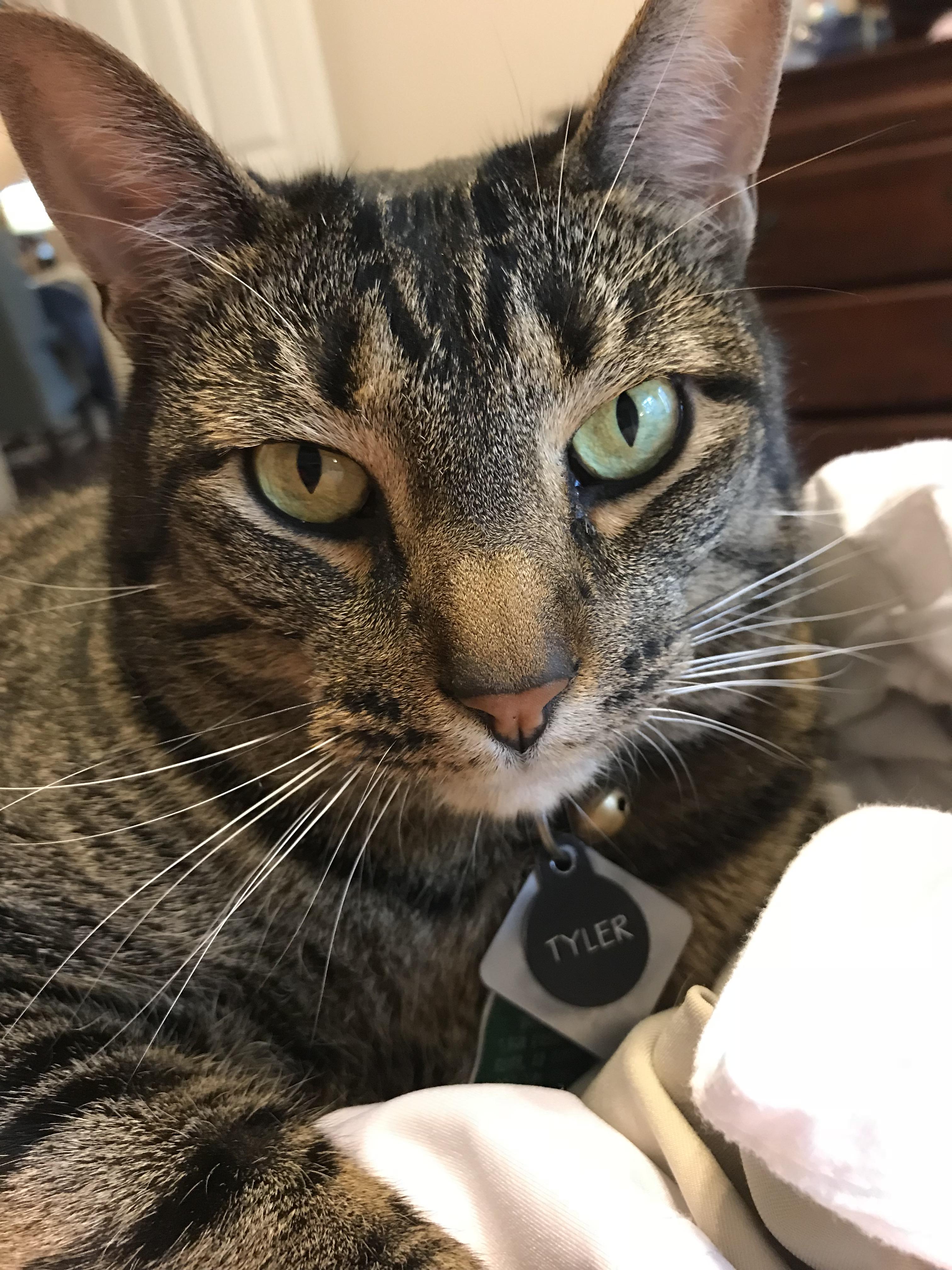 He loves it when I rub him between his toes. r/cats