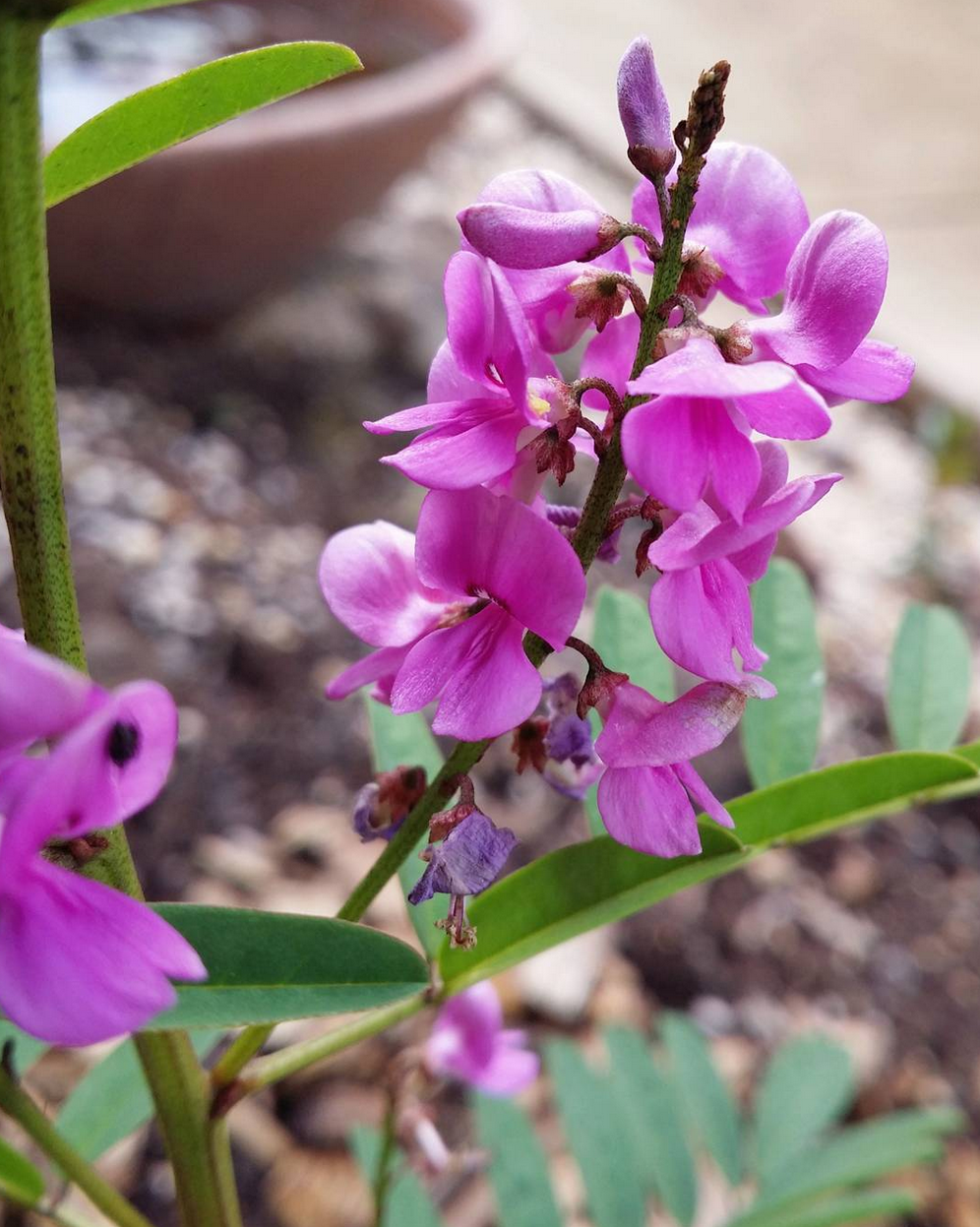 Indigofera australis, Austral Indigo. Another great garden plant