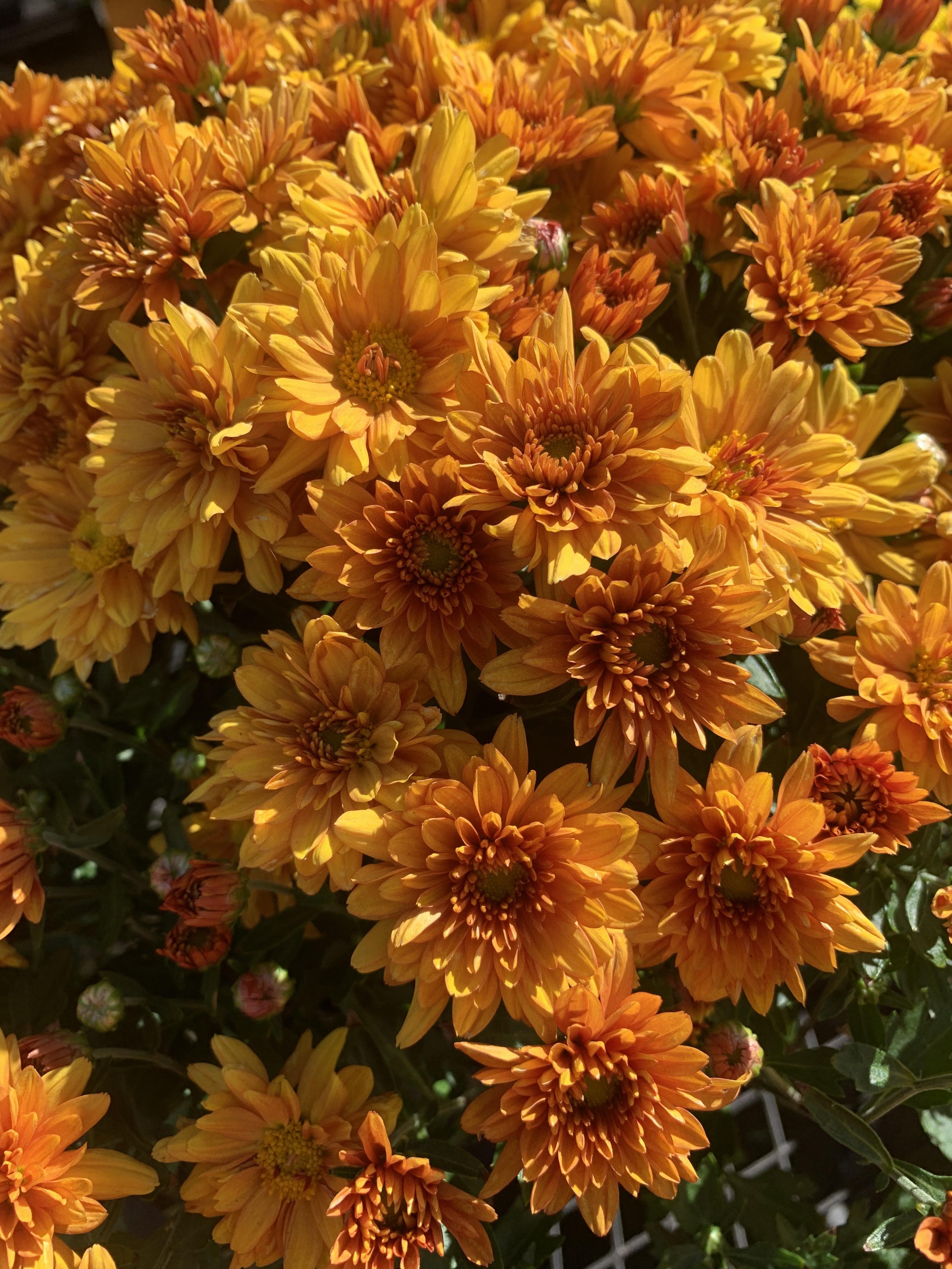 Autumn Mums r/Autumn