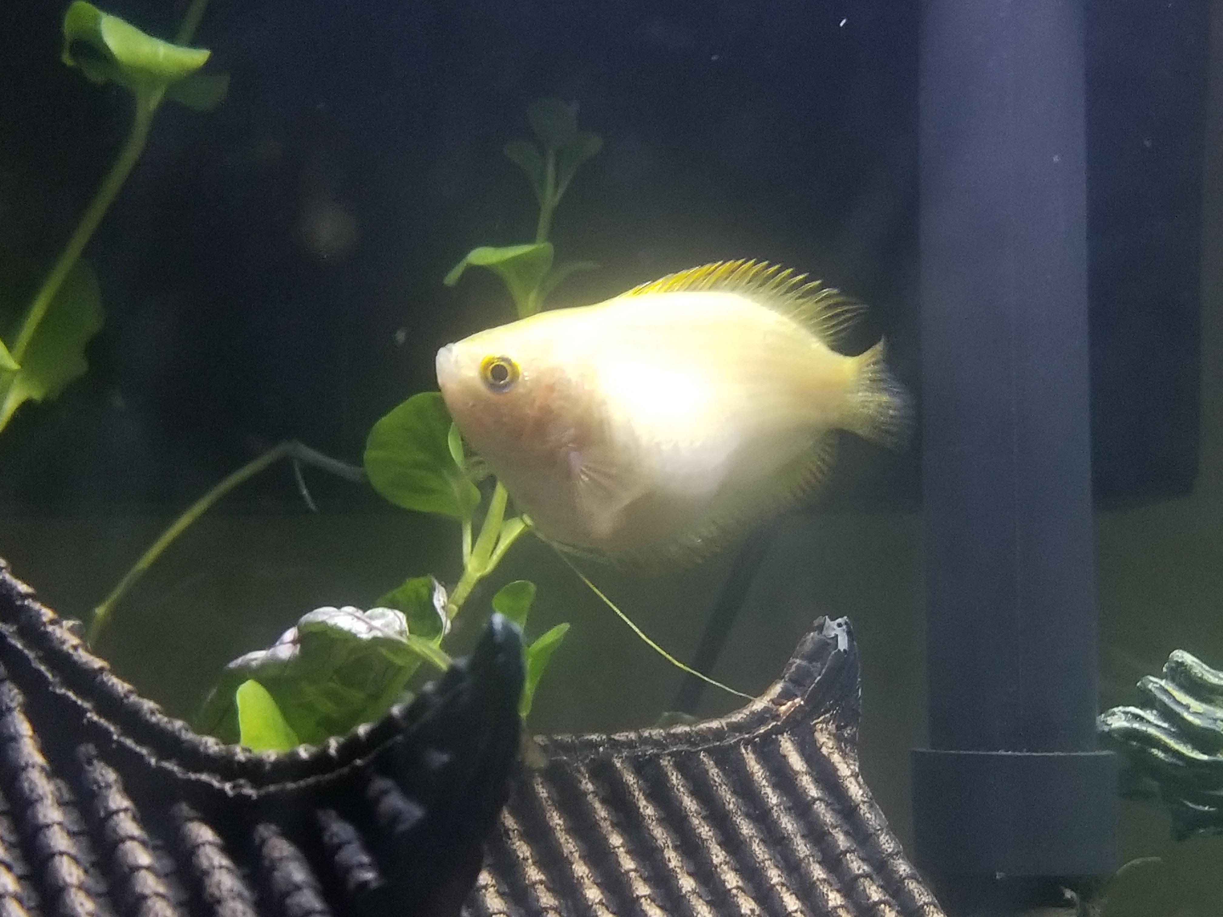 Pregnant honey gourami, hiw how long left? And what do i do to prepare