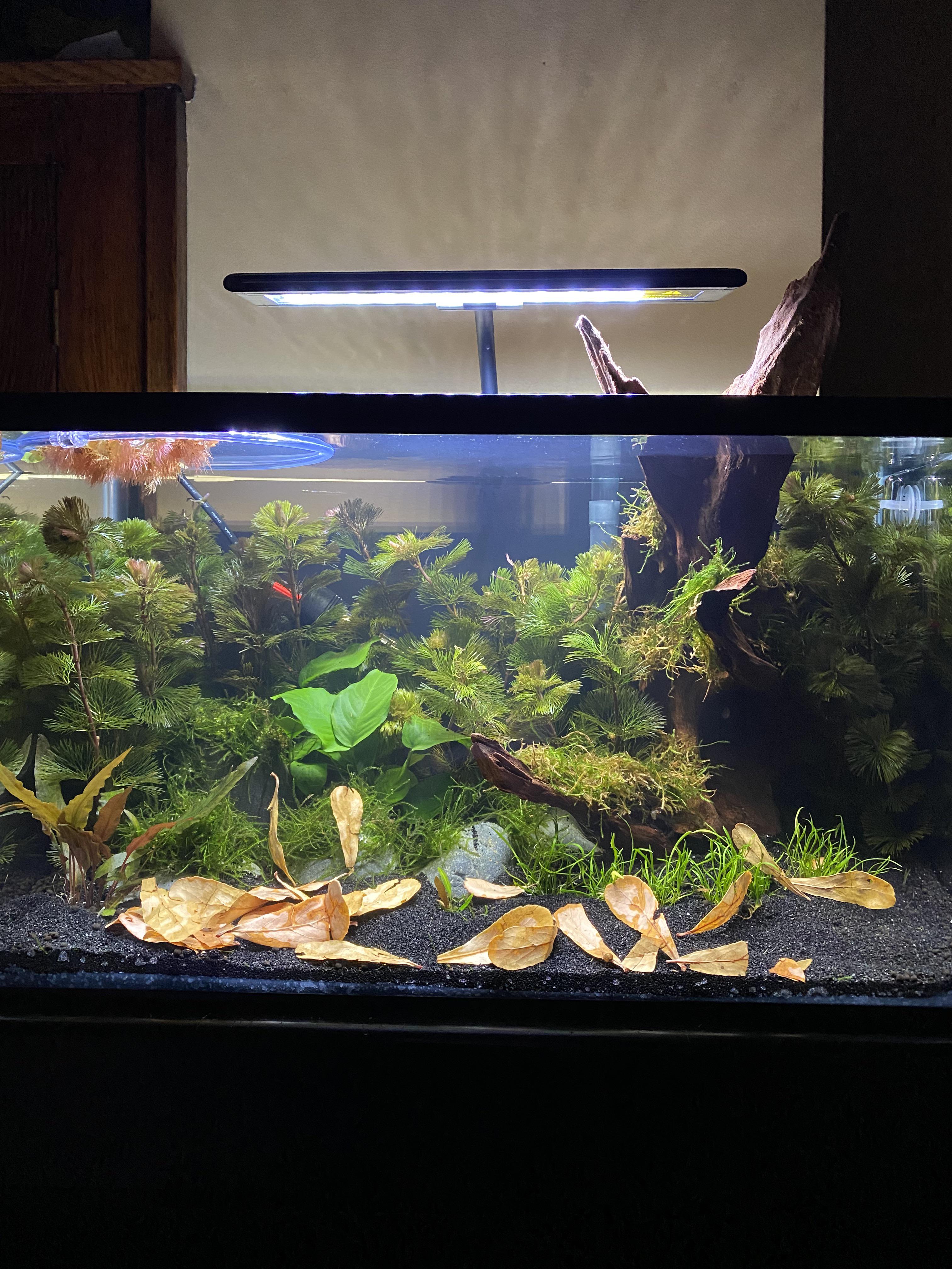 Centerpiece single fish that’s shrimp safe? r/shrimptank