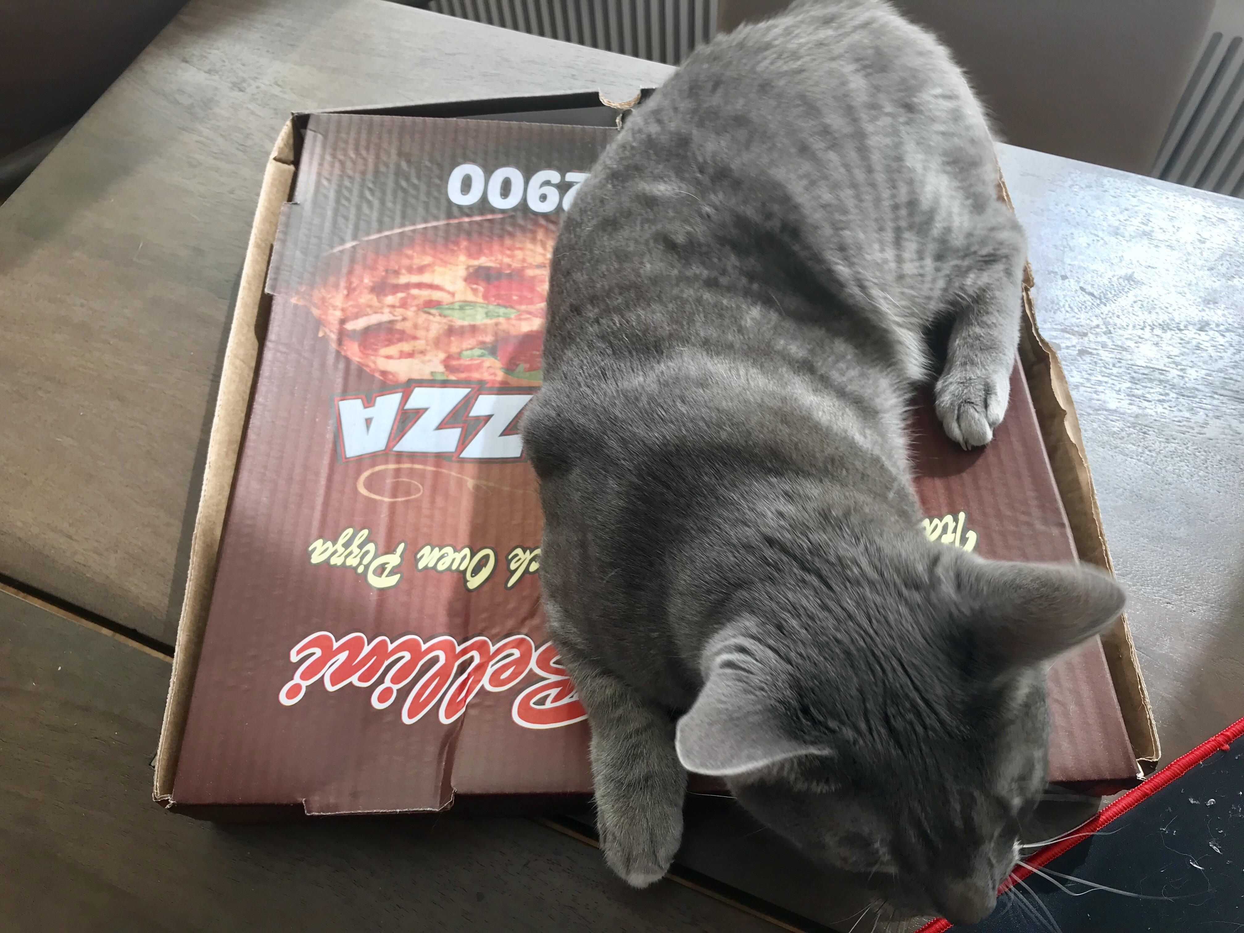 Pizza cat does whatever a pizza cat does. CatsAreAssholes