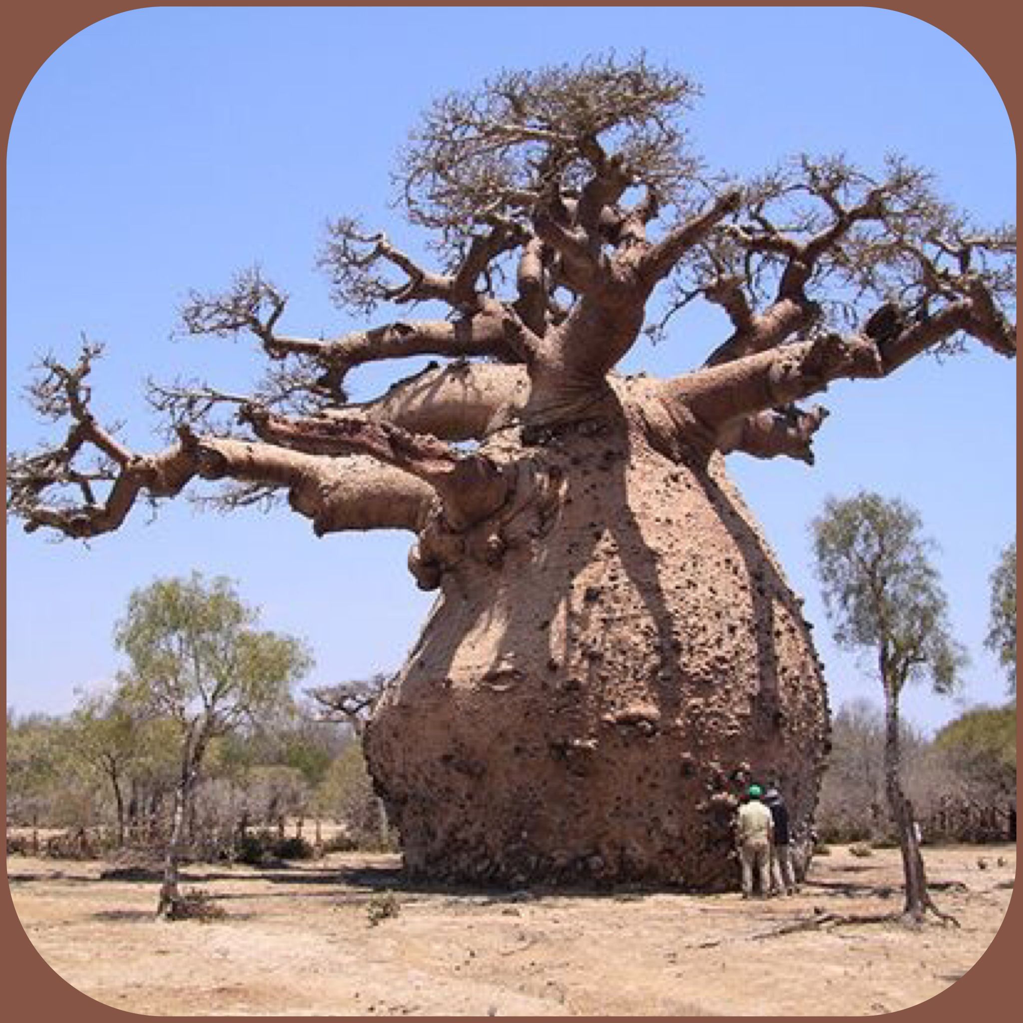 🔥 This big, fat baobab tree r/NatureIsFuckingLit
