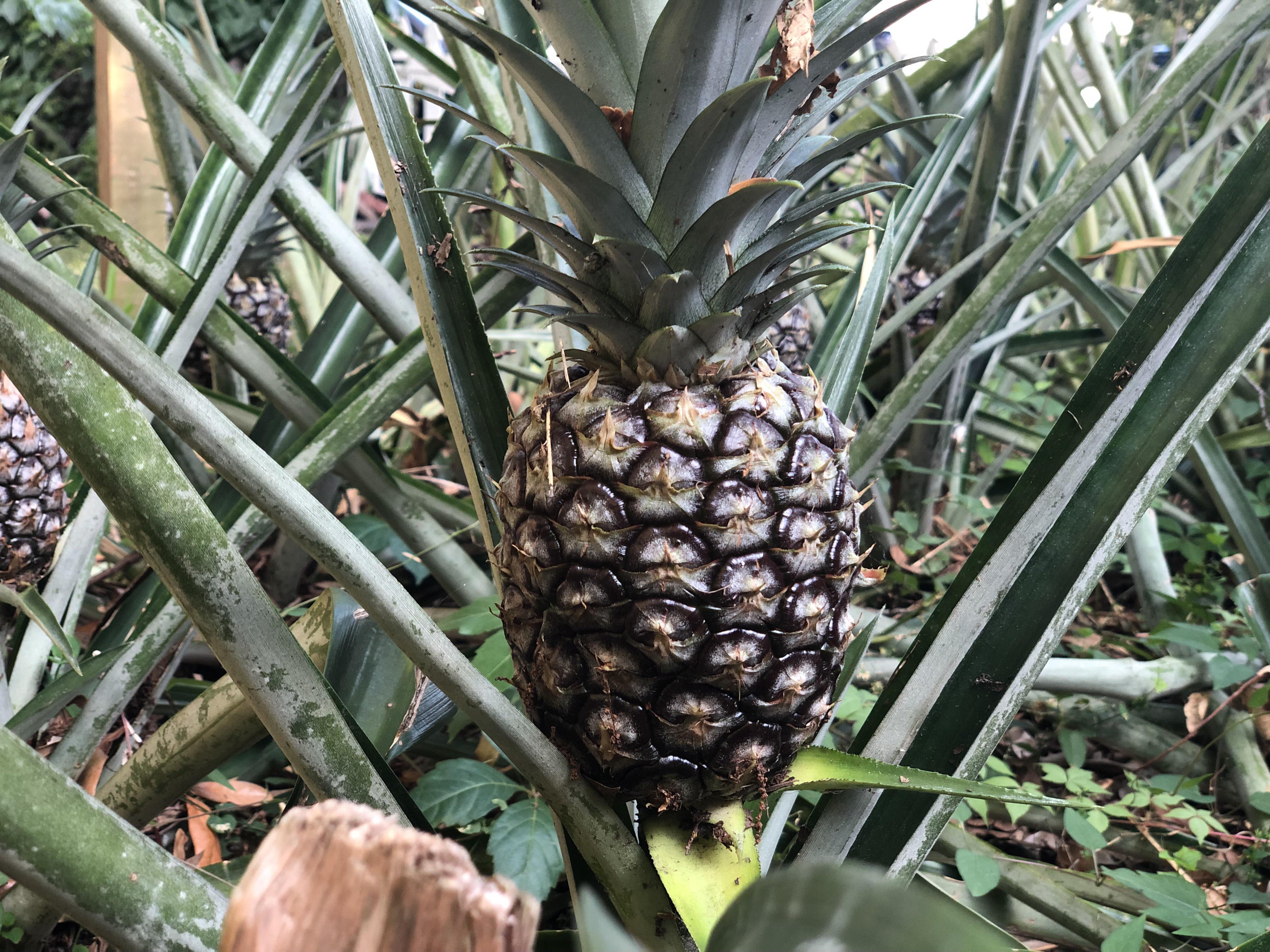 Planted these pineapples a couple months before my daughter was born