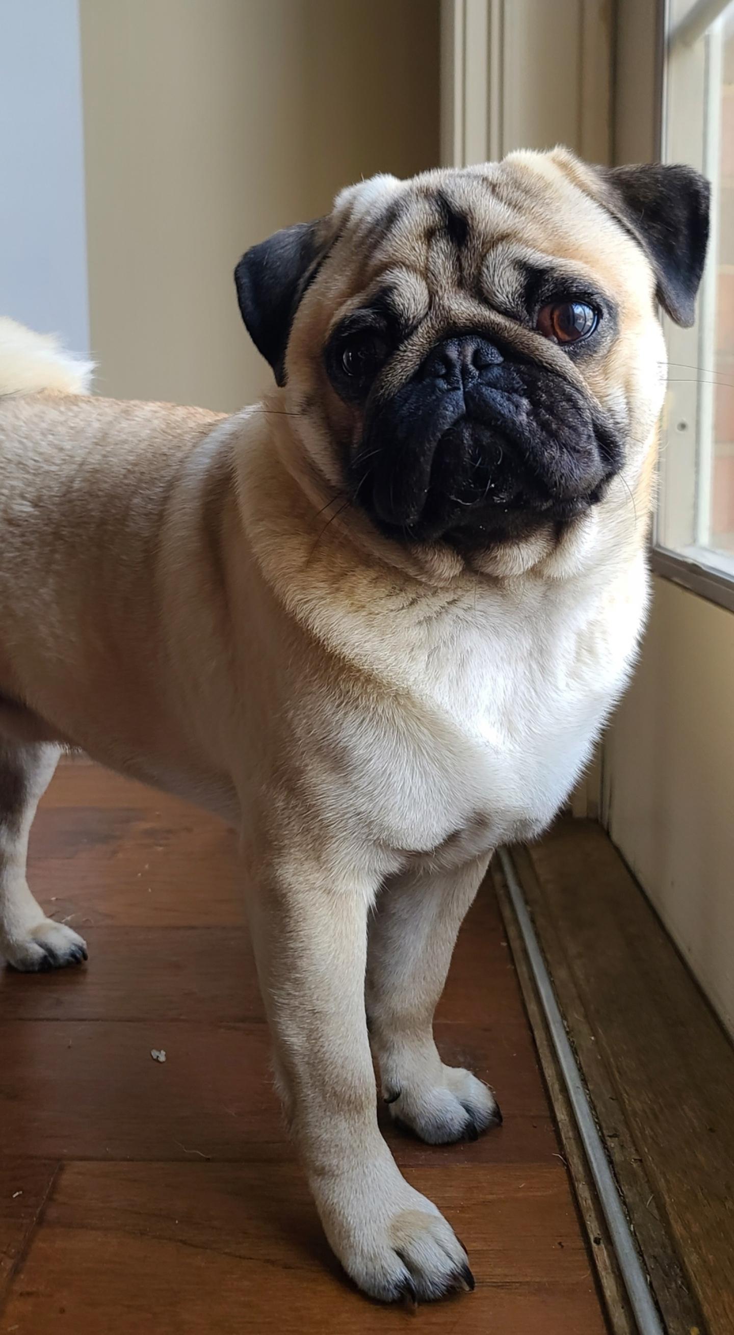 Can Pugs be supermodels too? r/SupermodelDogs